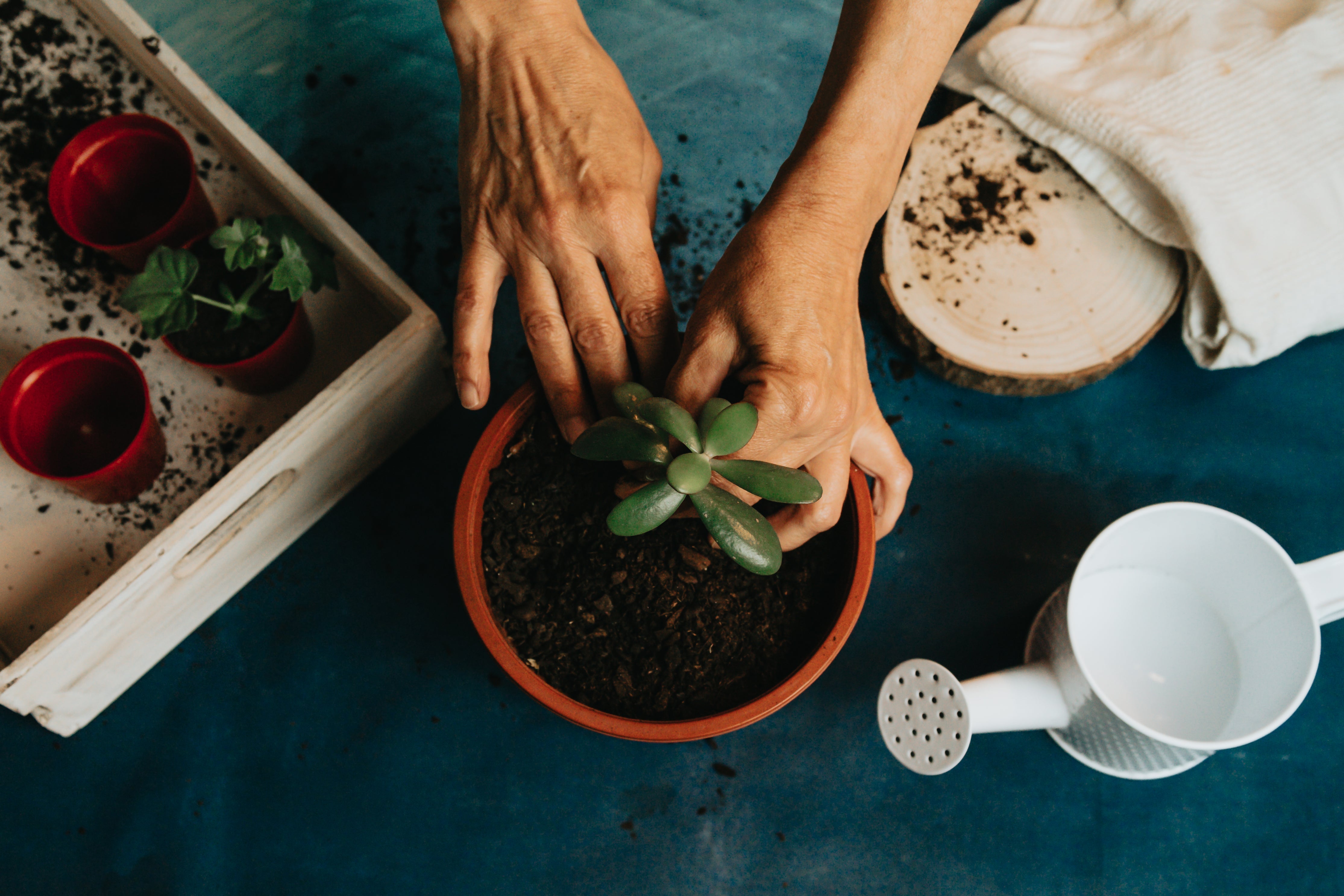 Houseplants - Soil & Substrates