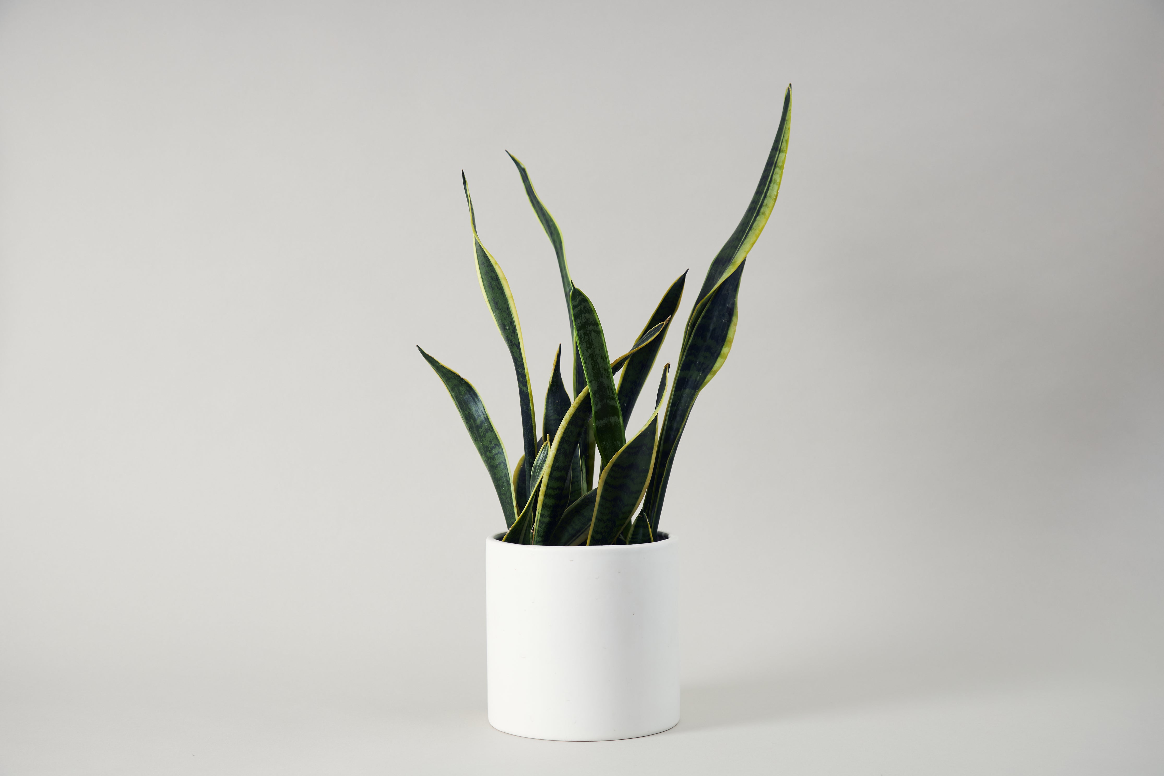 Houseplants