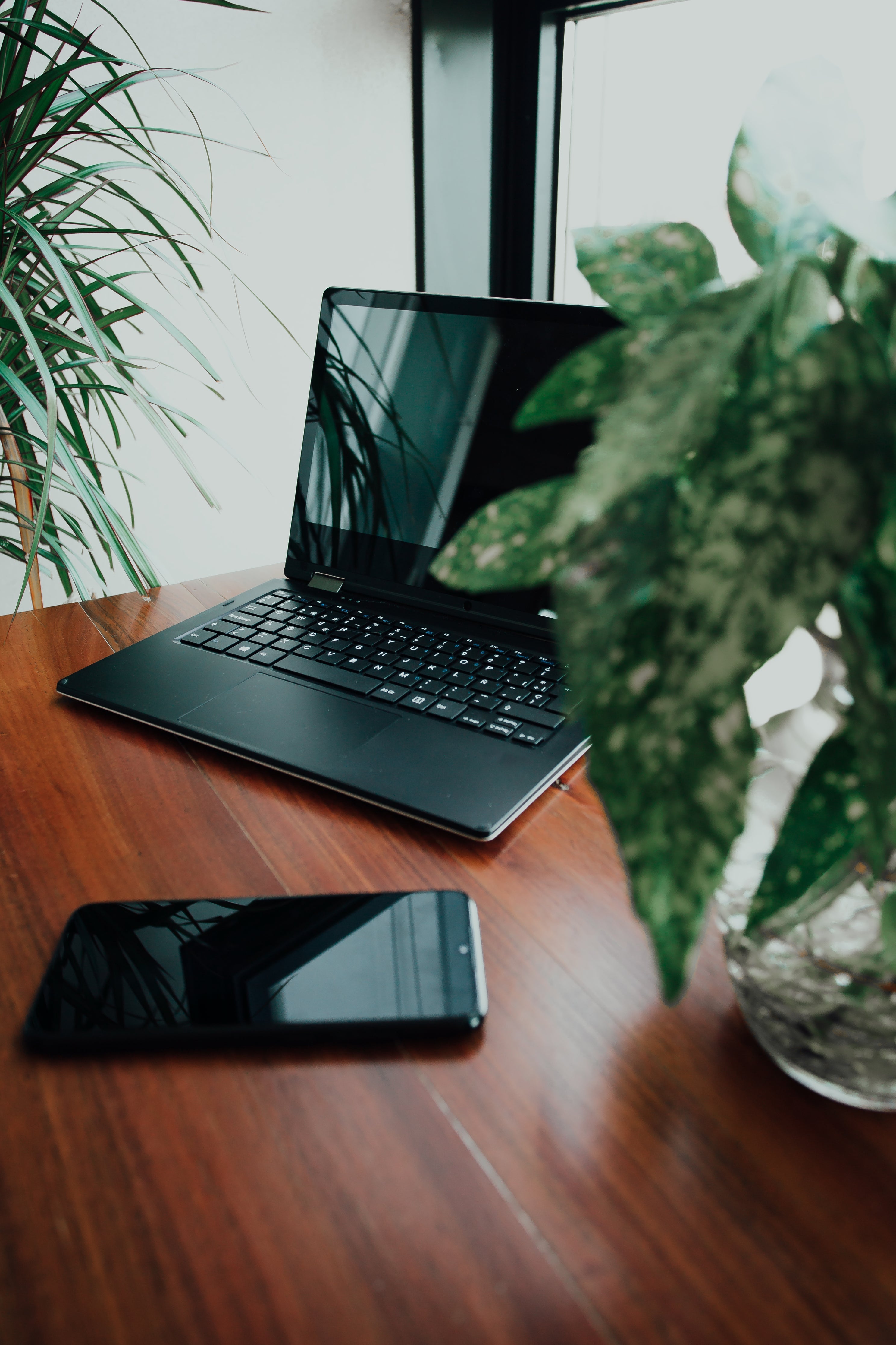 Office & Desk Plants