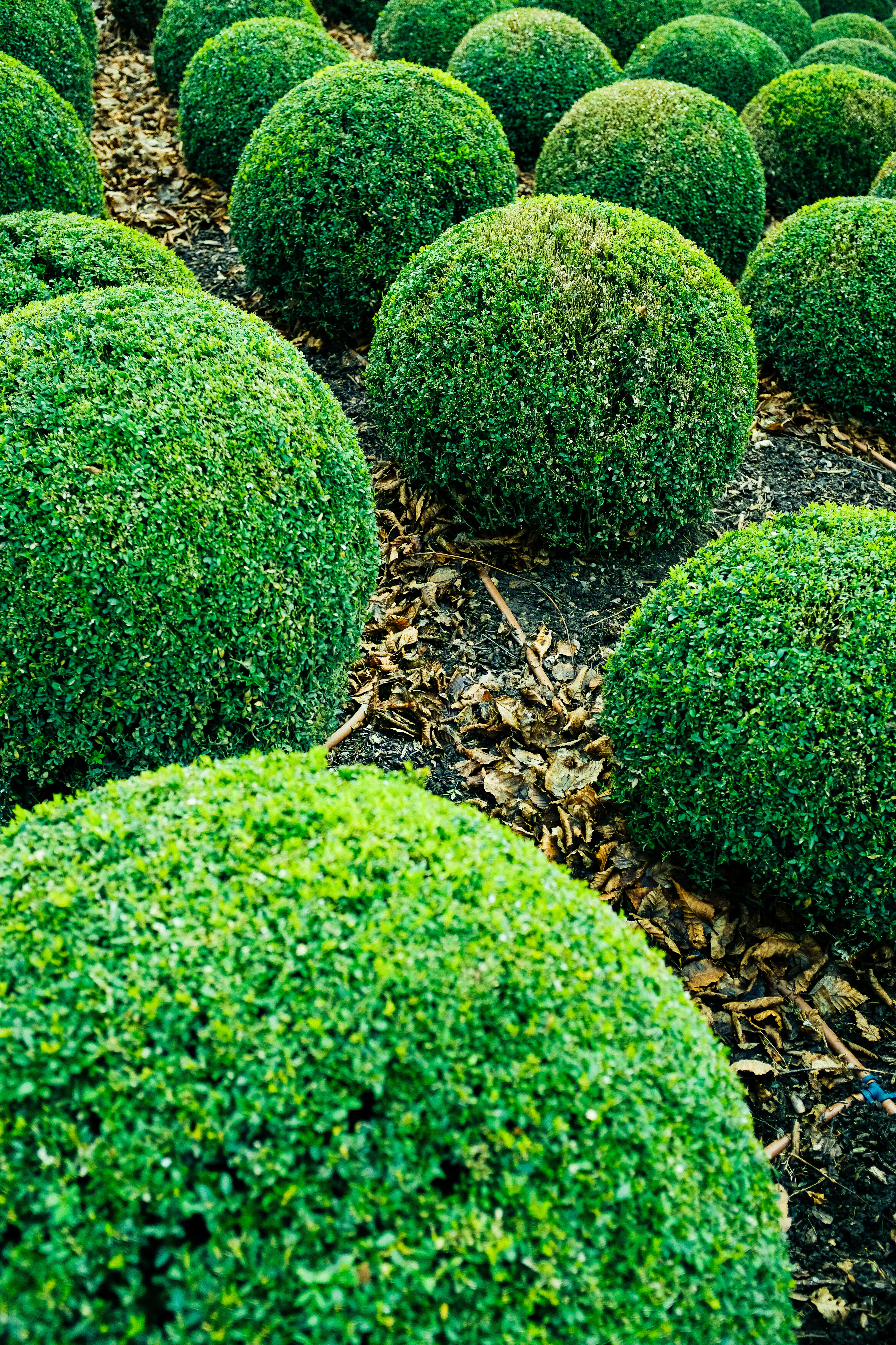 Outdoor - Shrubs
