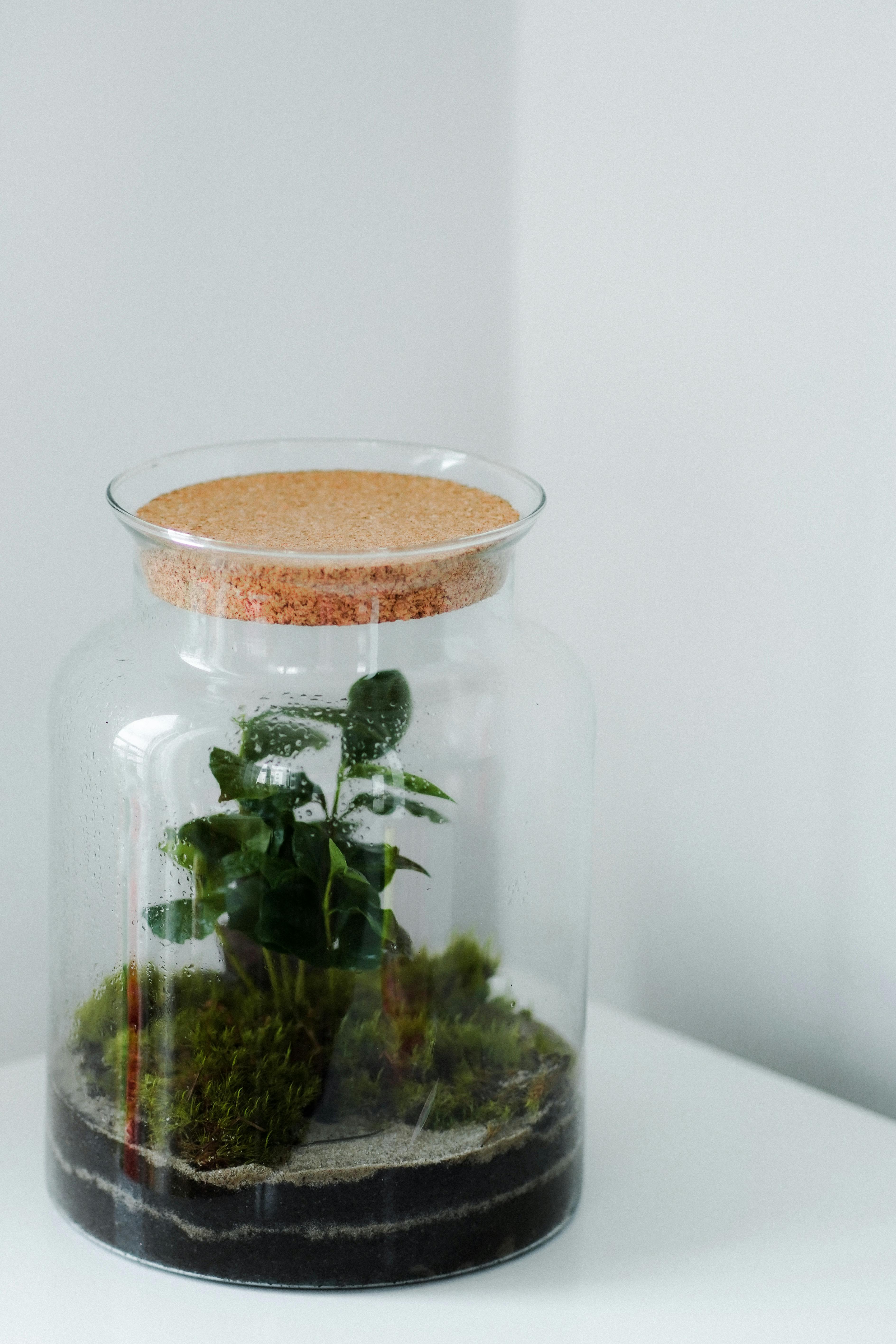 Terrarium Plants