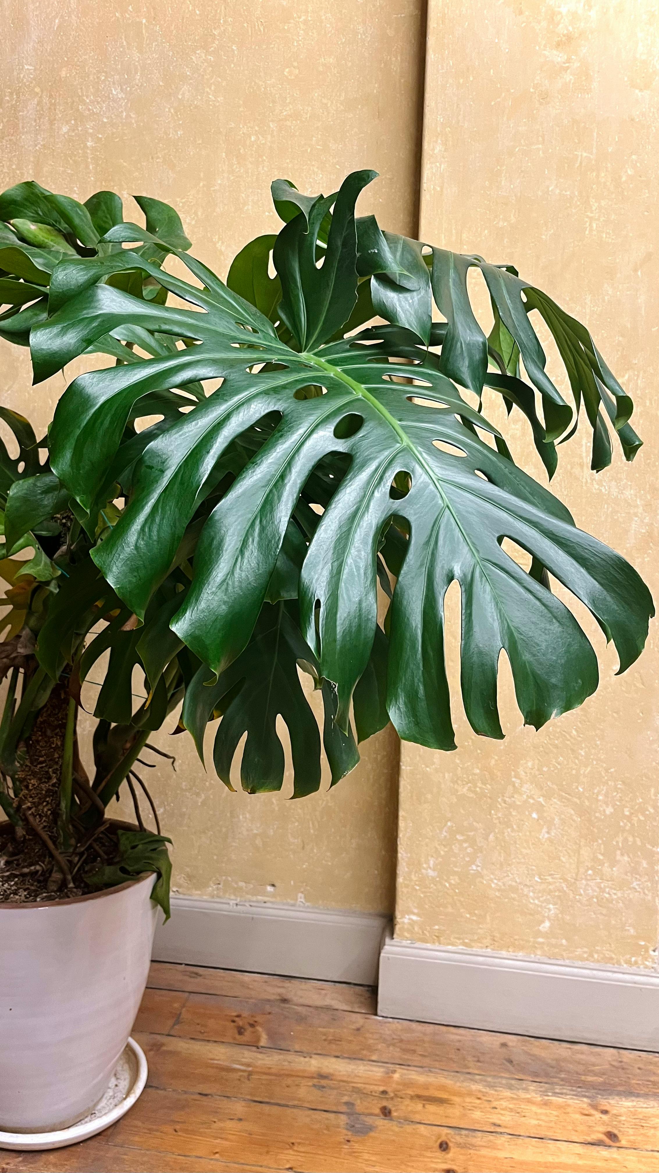 Statement Plants