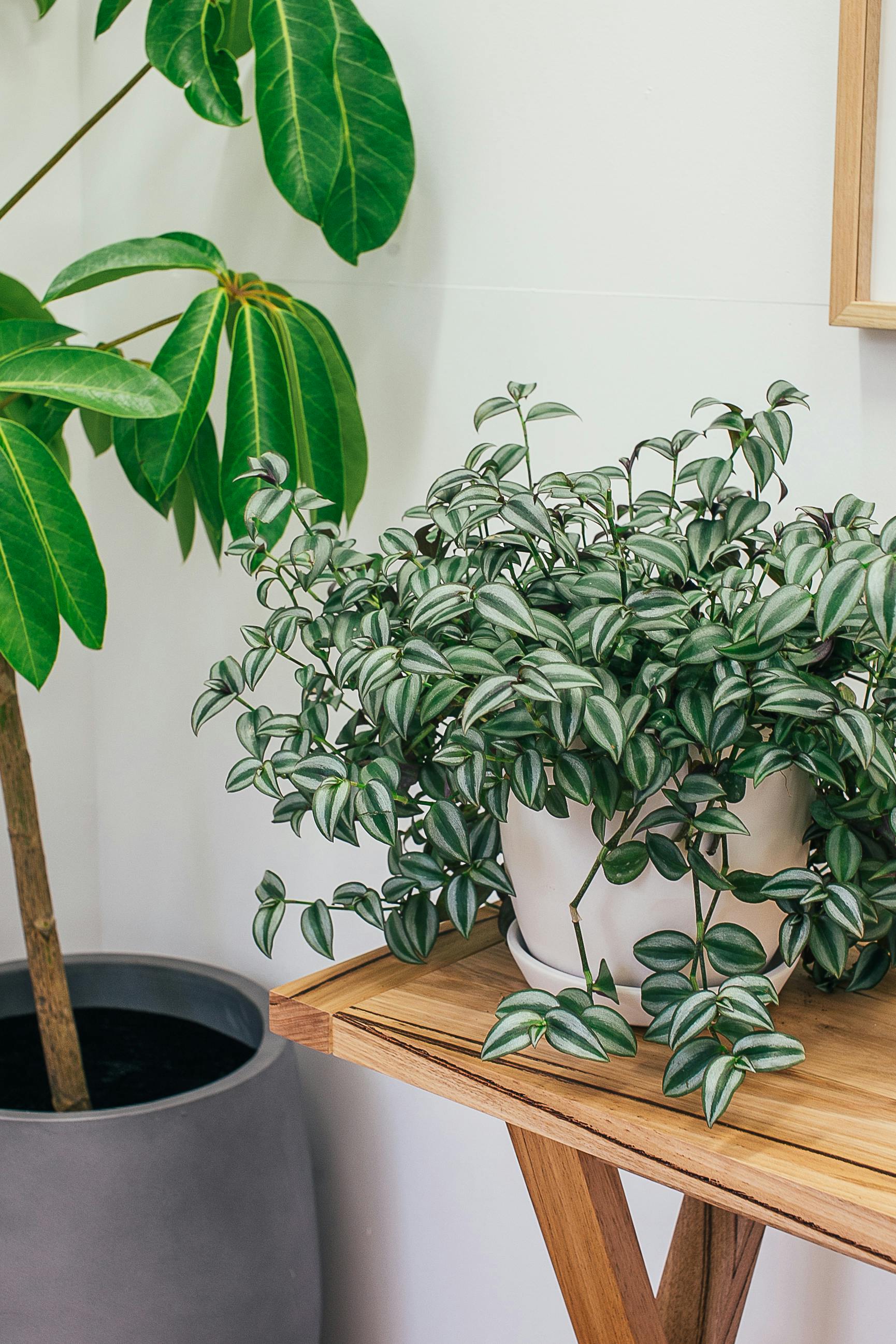 Hanging / trailing plants