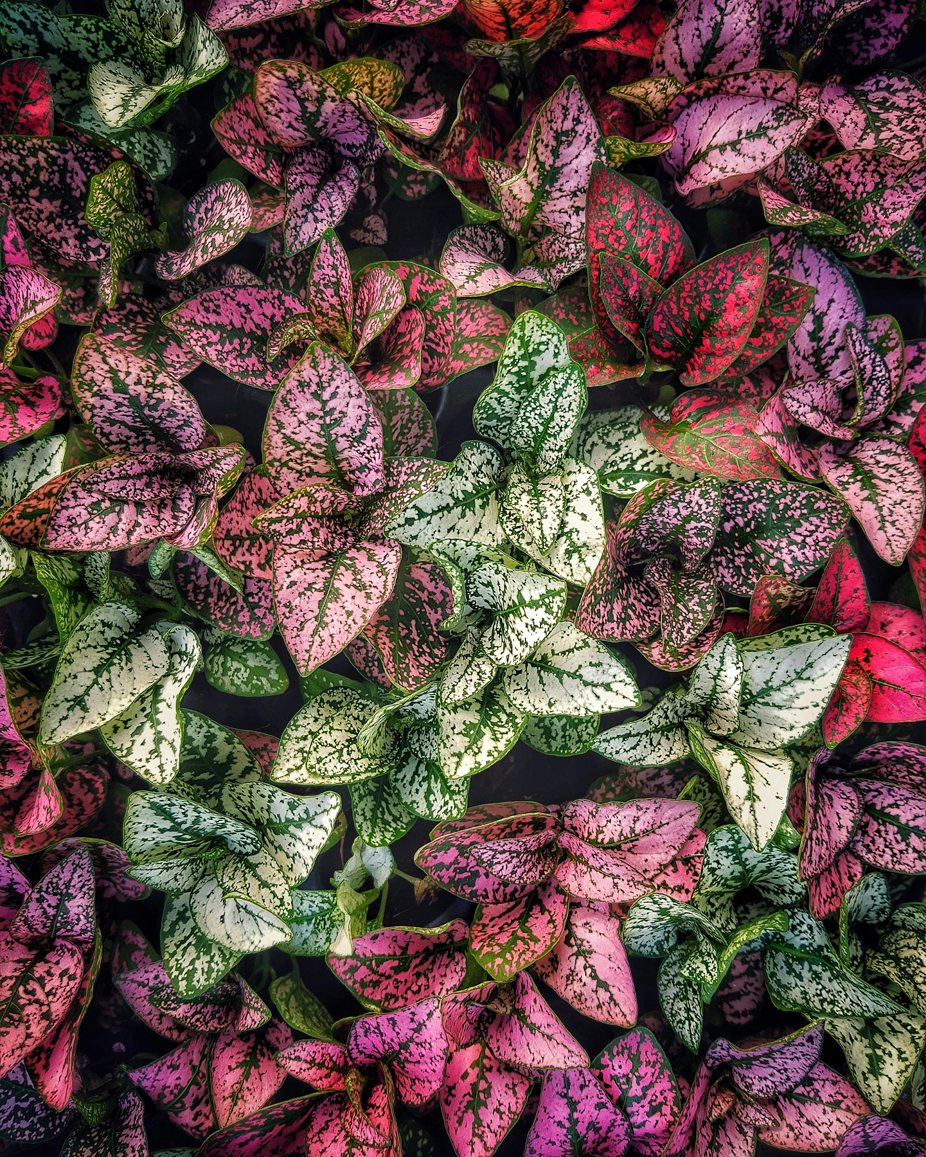 Colourful plants