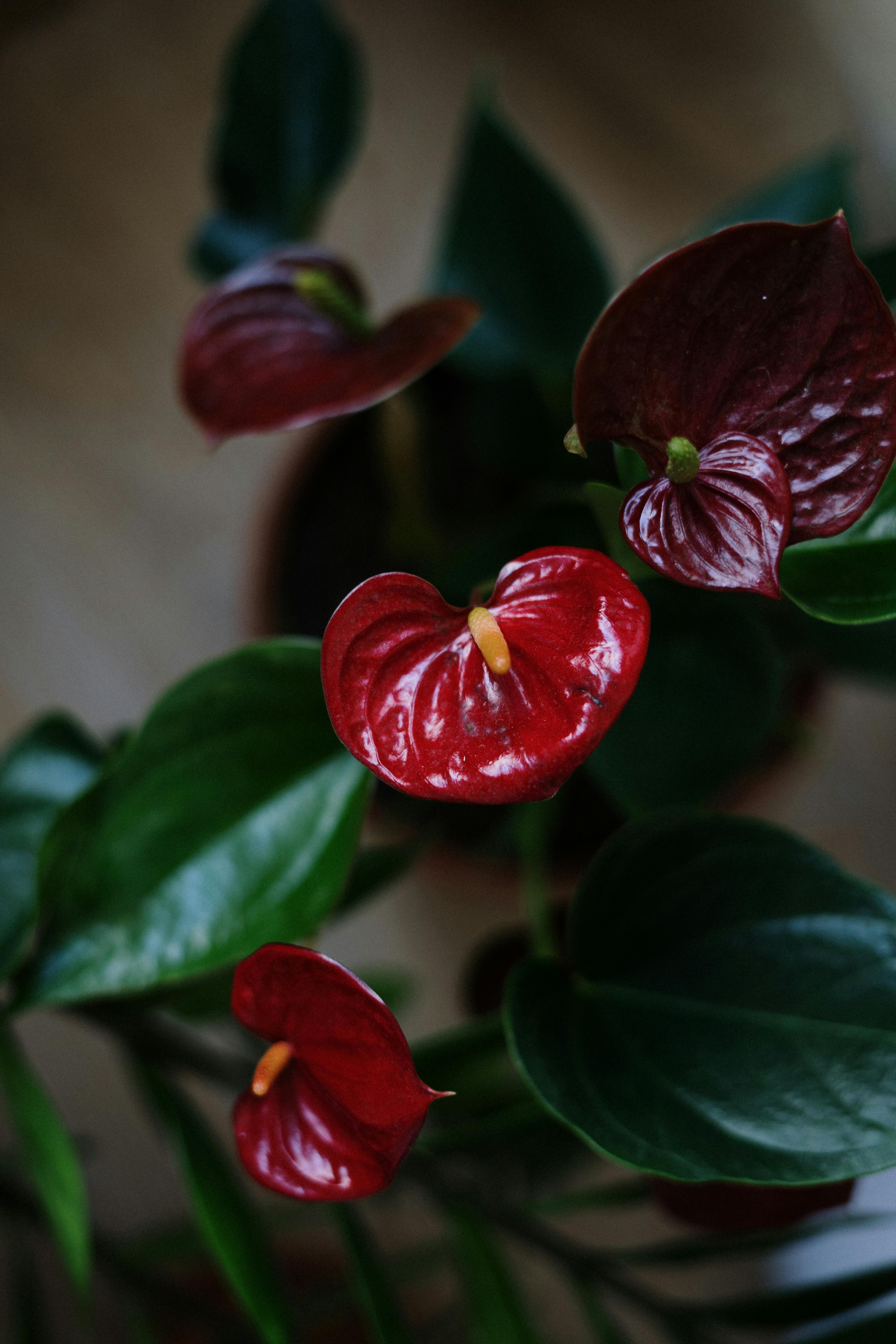 Flowering plants