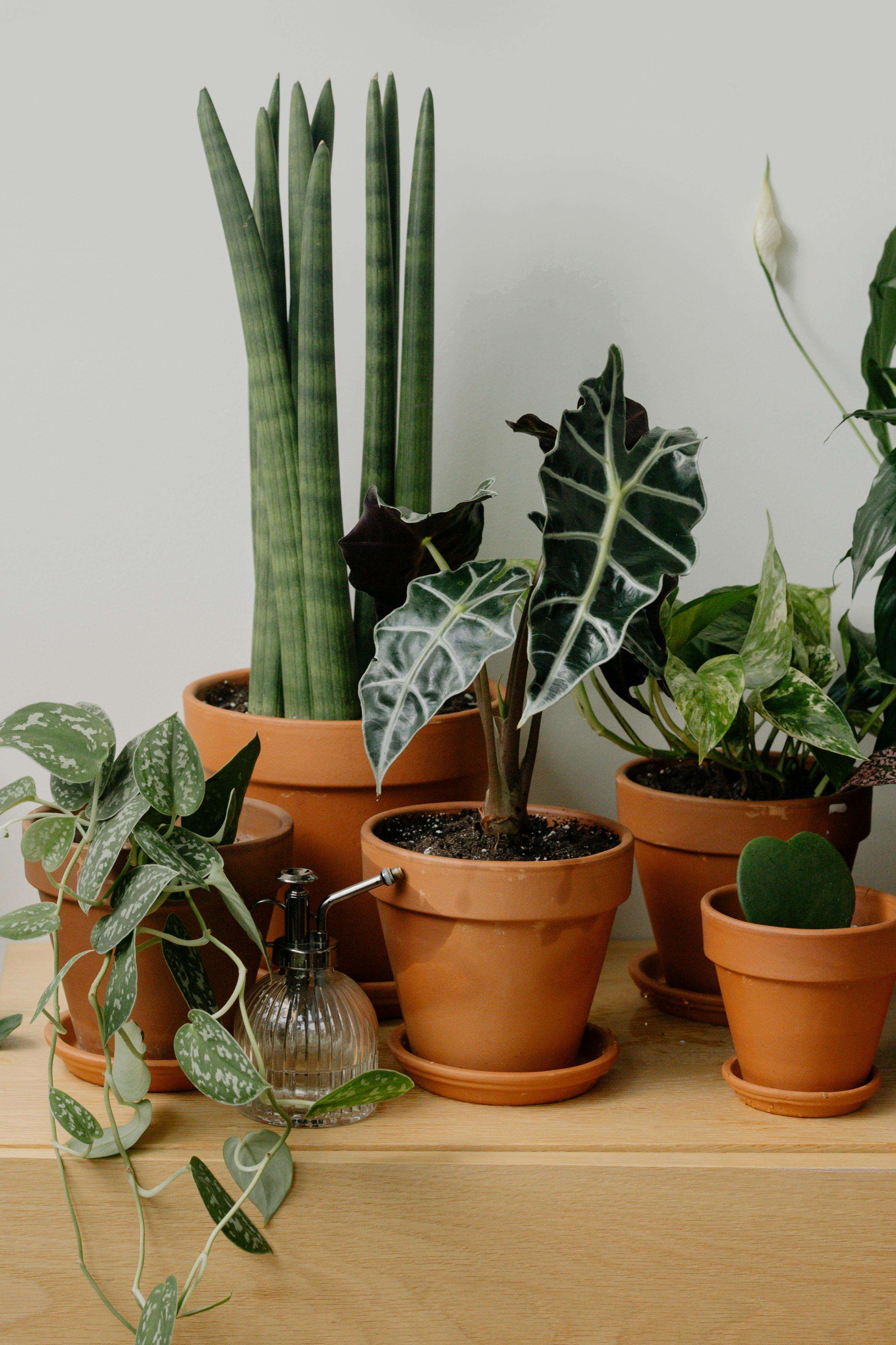 Beginner Friendly Plants