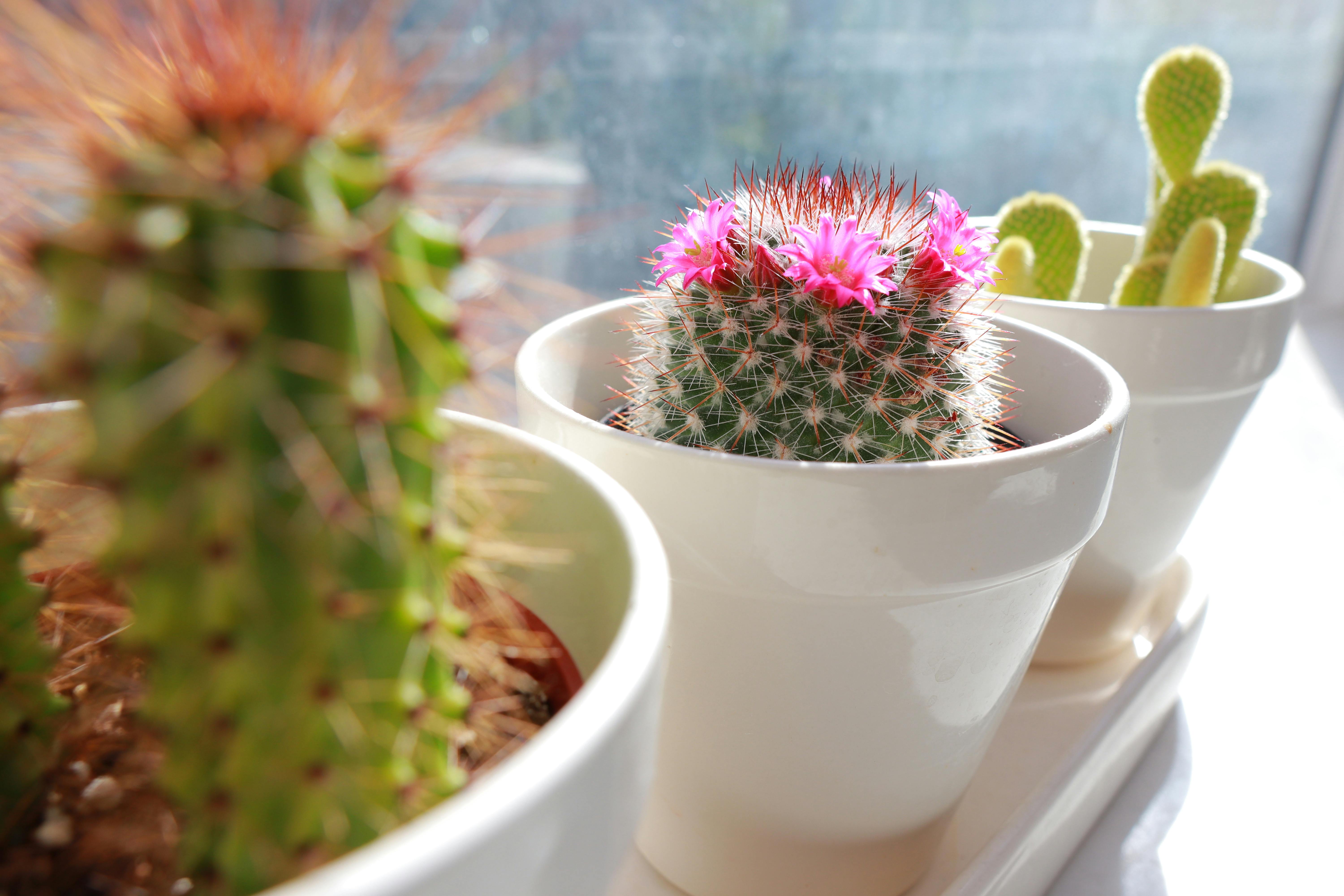 Easy Care Plants