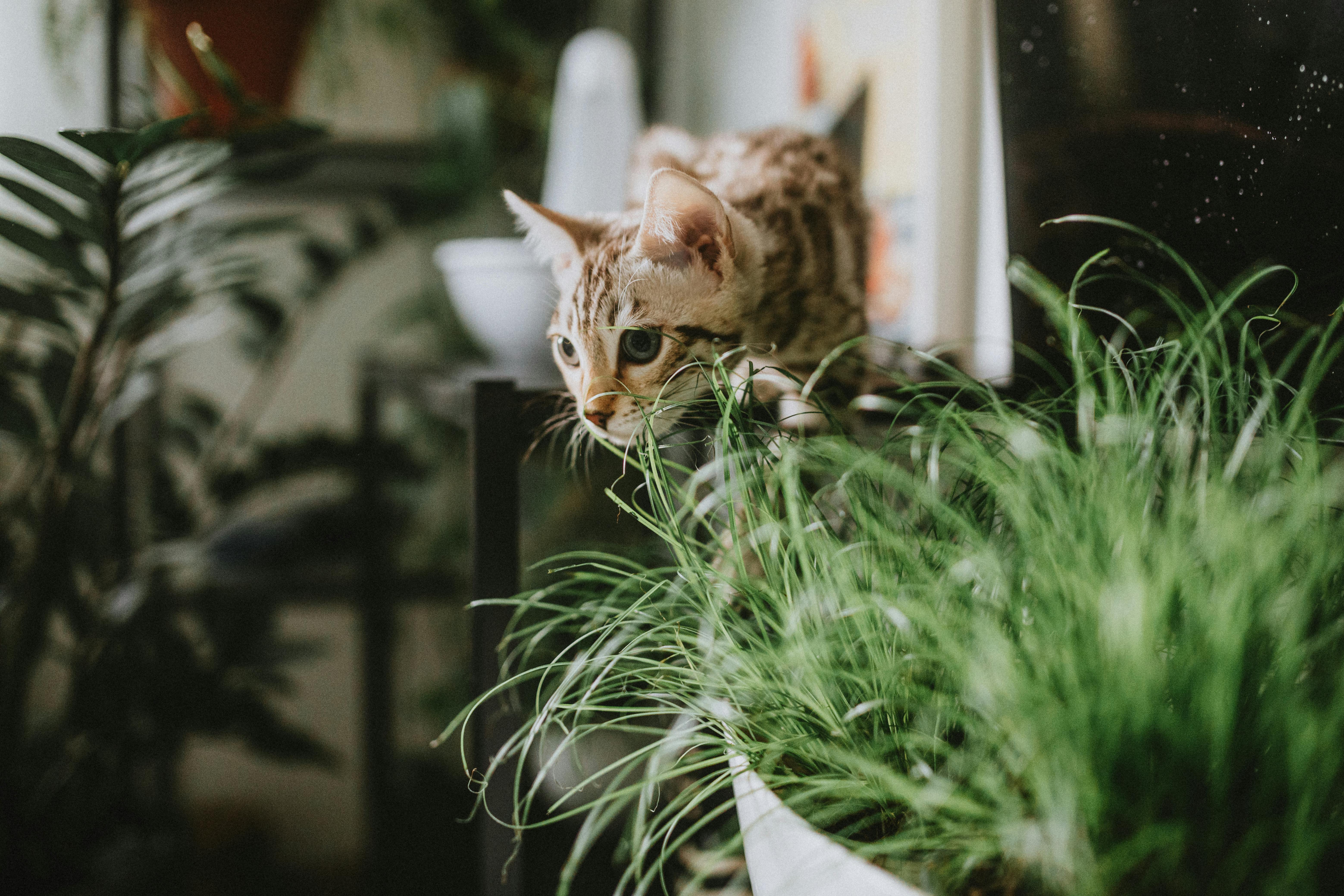 Child & Pet Safe Plants
