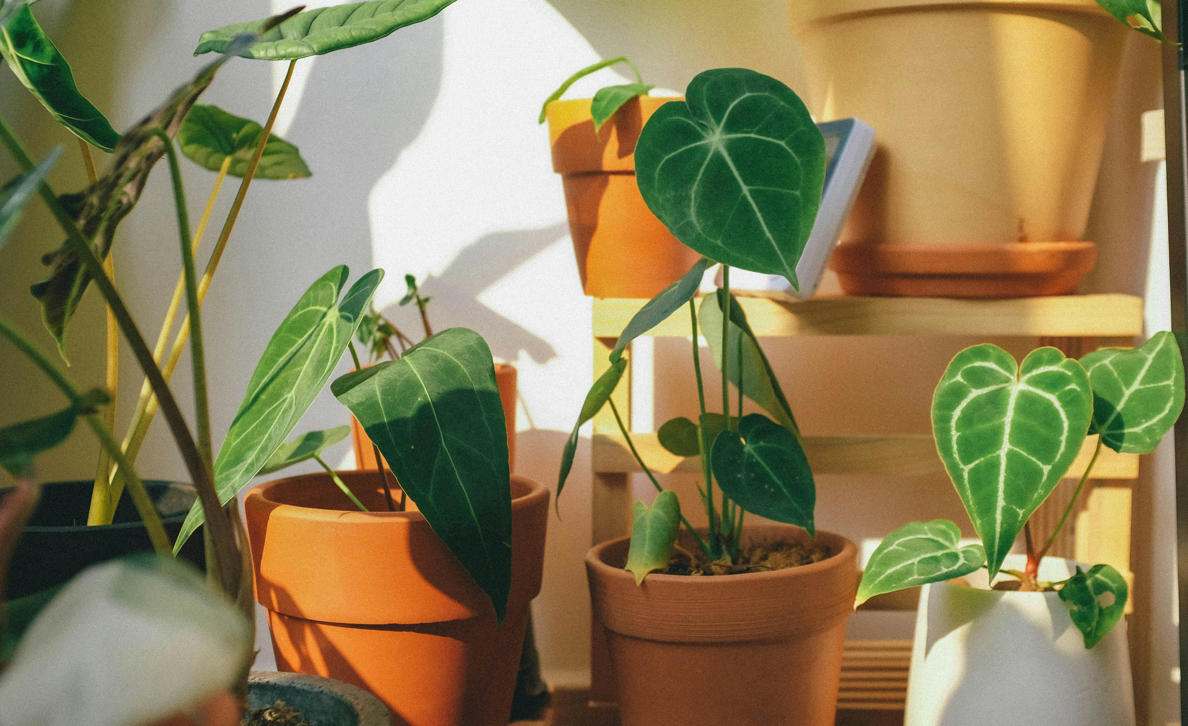 Houseplants - Sun & shade