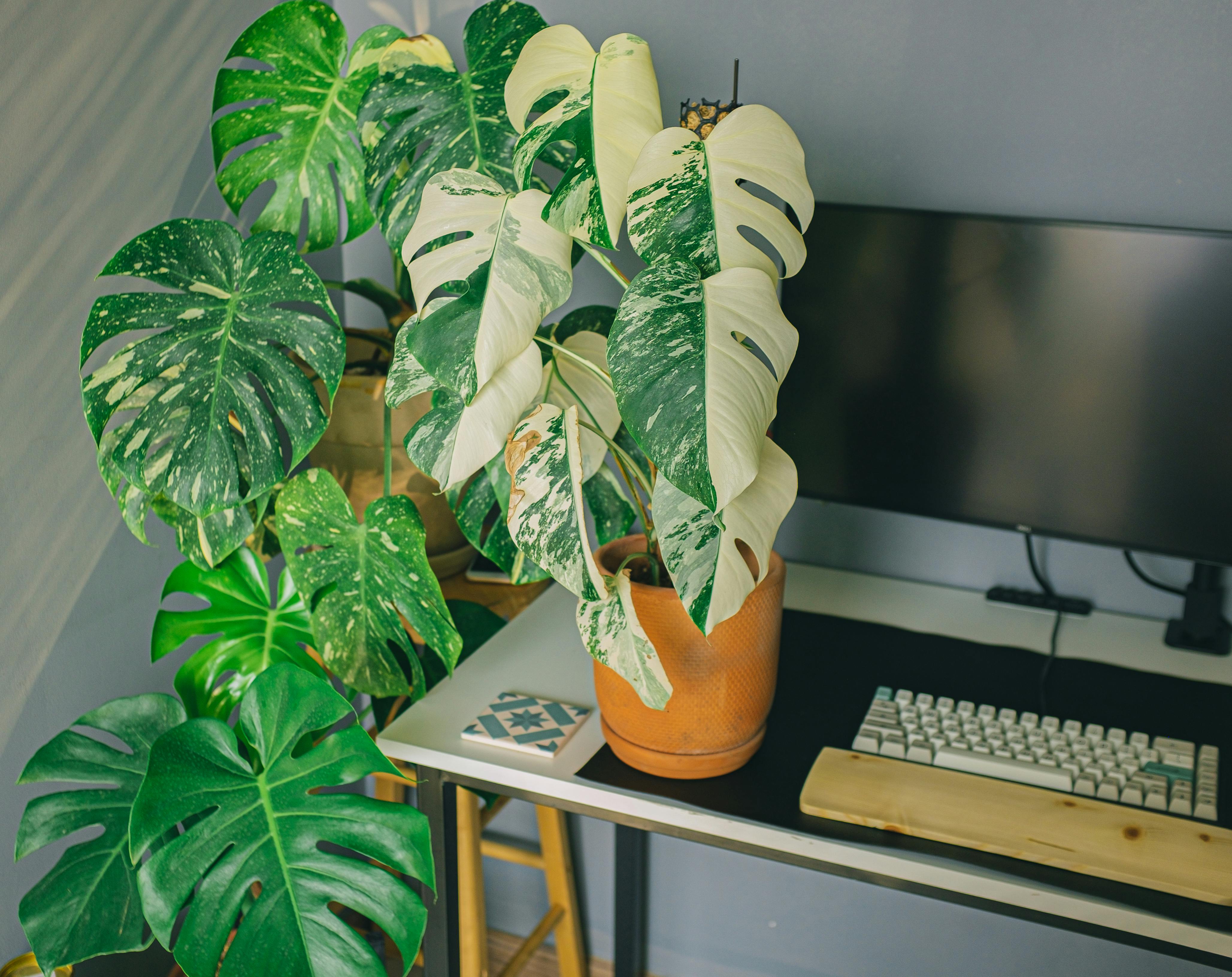 Rare & Unusual Plants