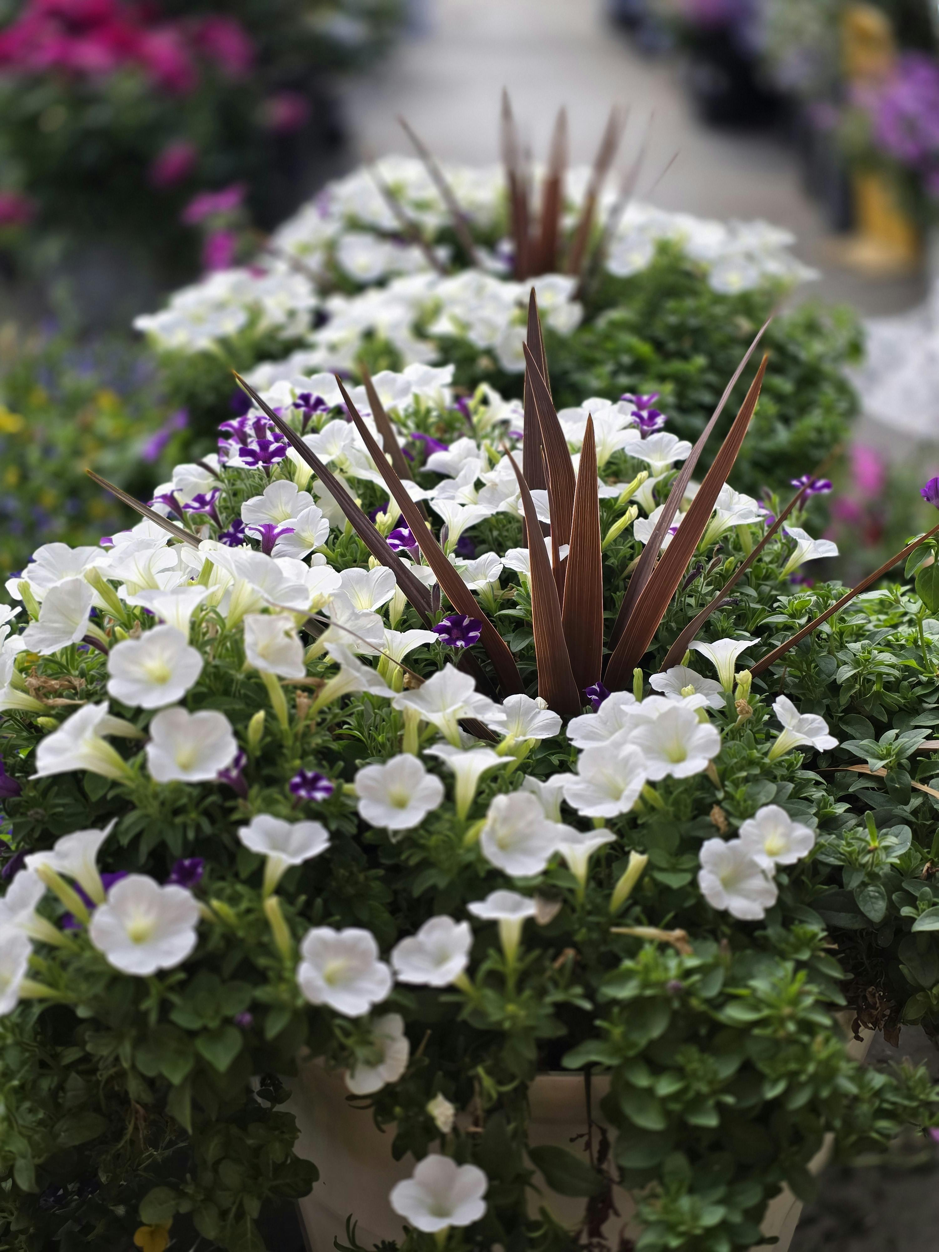 Outdoor - Sun & Shade Plants