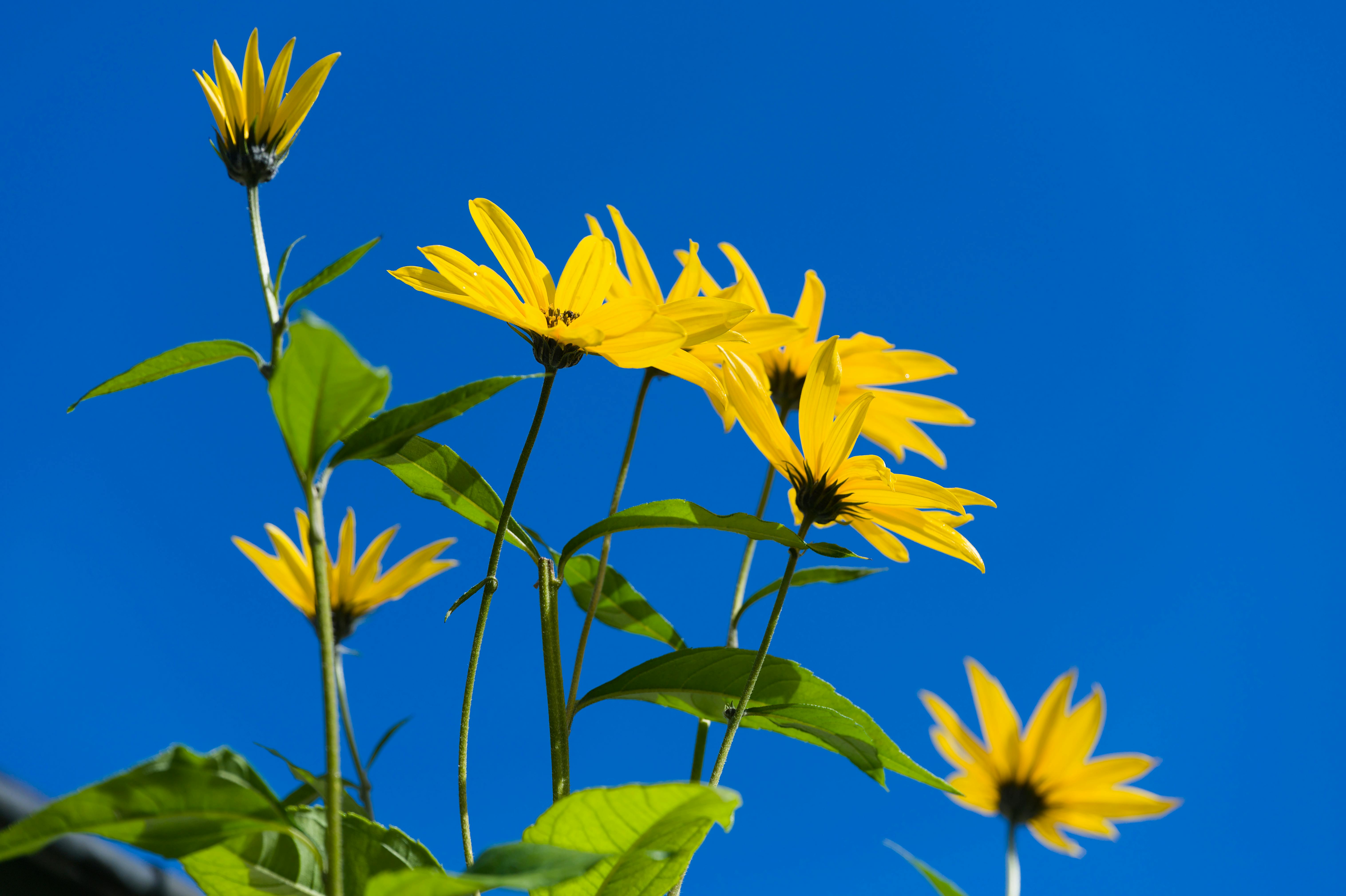 Outdoor - Sunny Spot Plants