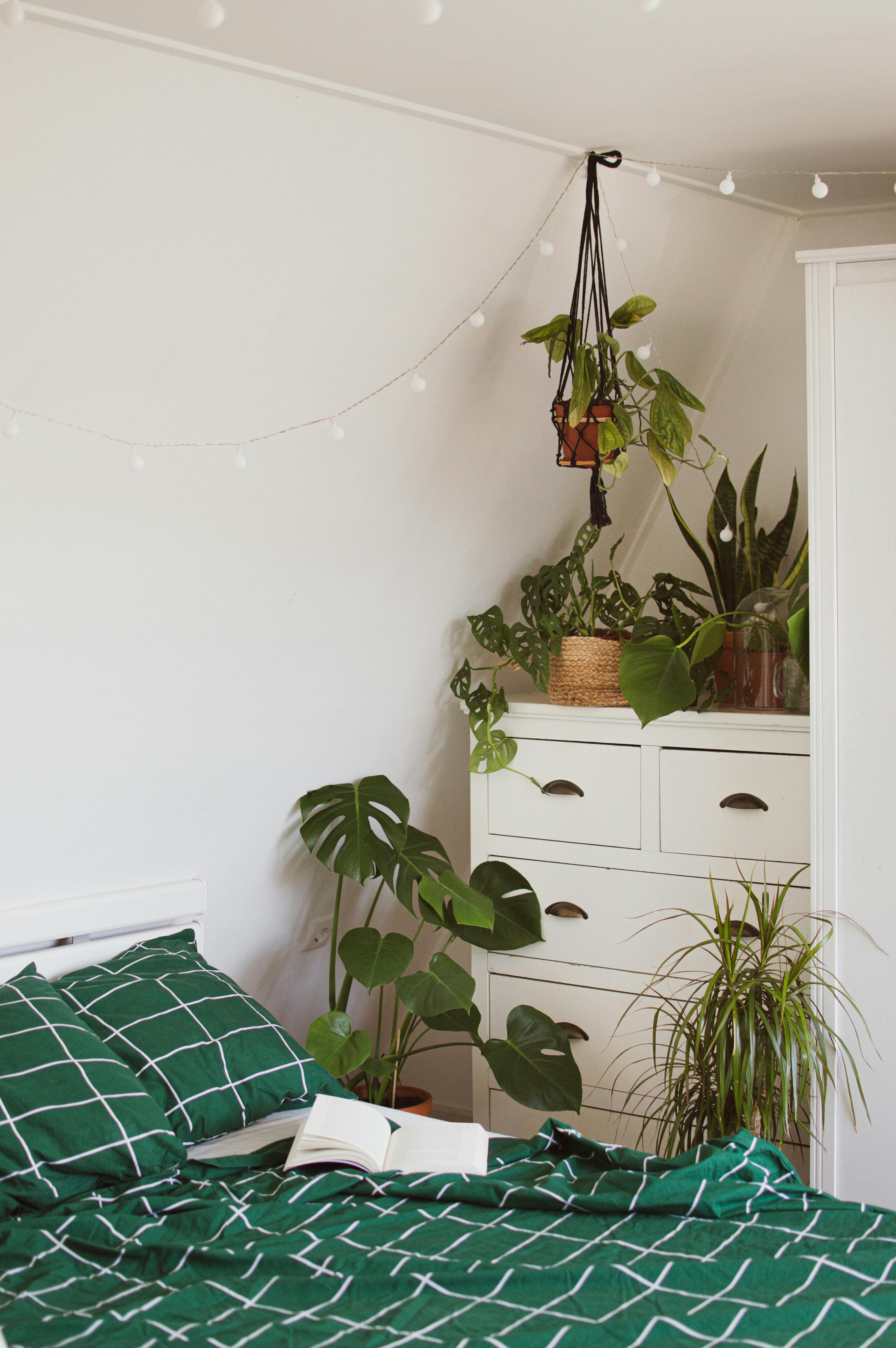 Bedroom Plants