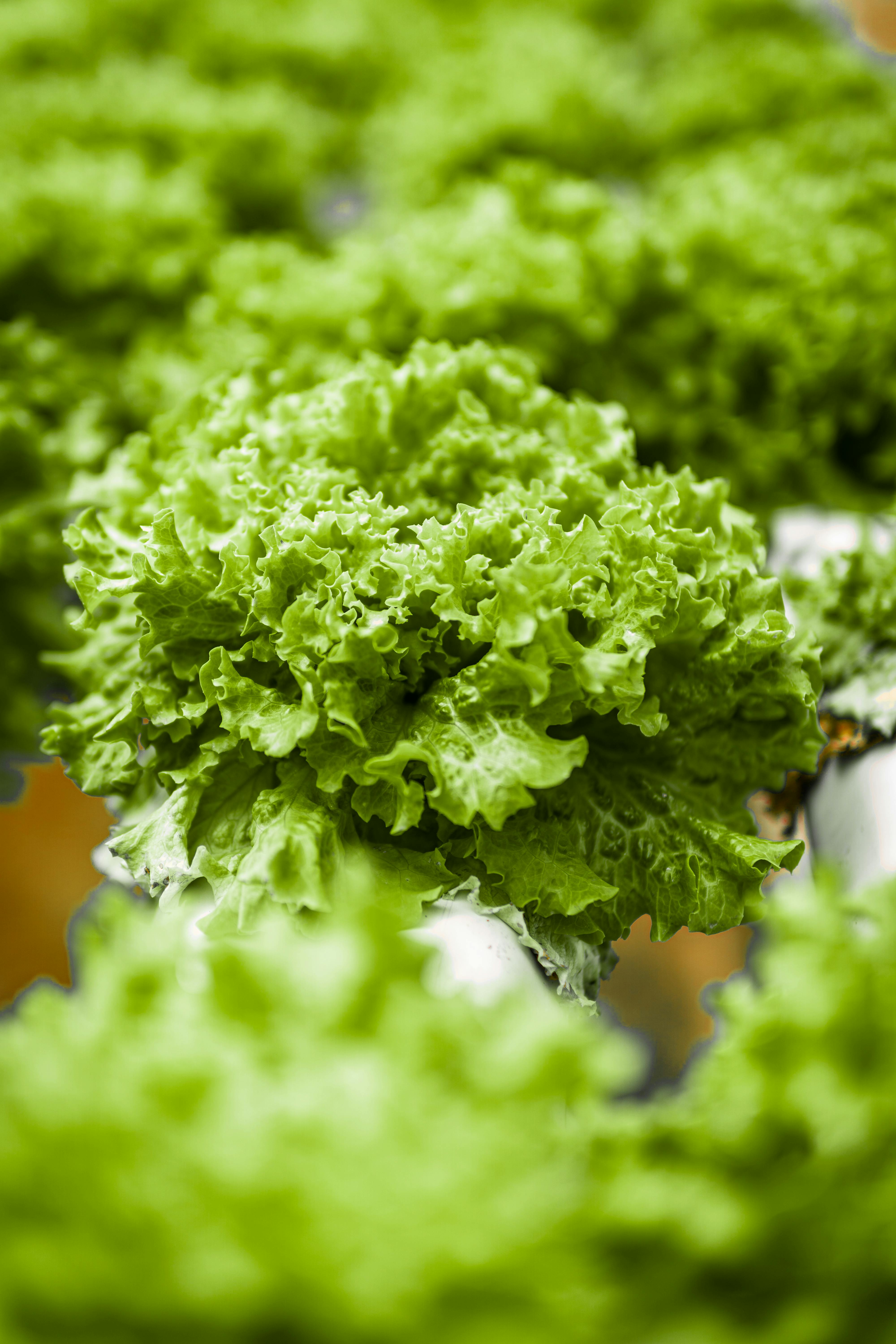 Outdoor - Fruit, Veg & Grow Your Own