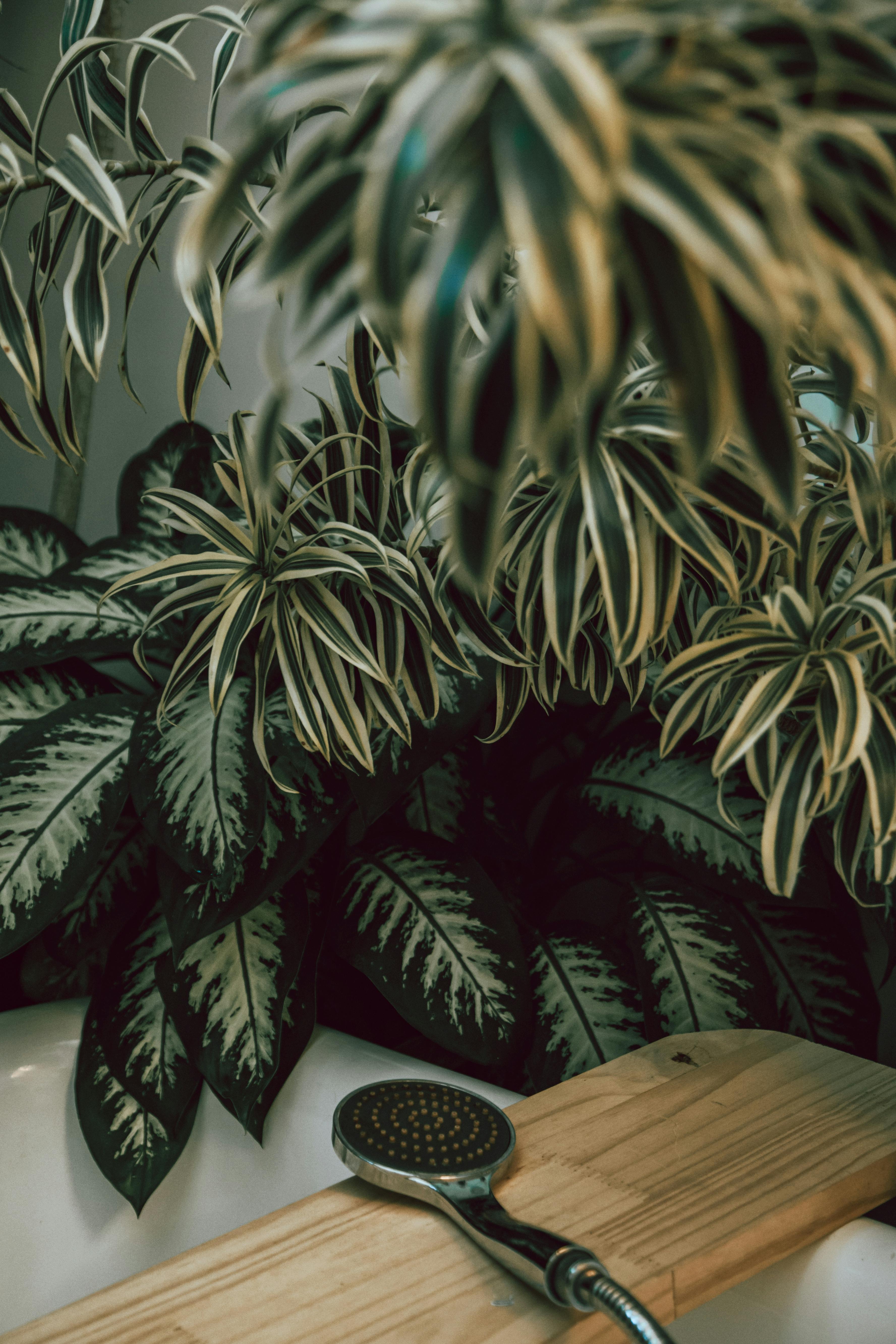 Bathroom Plants