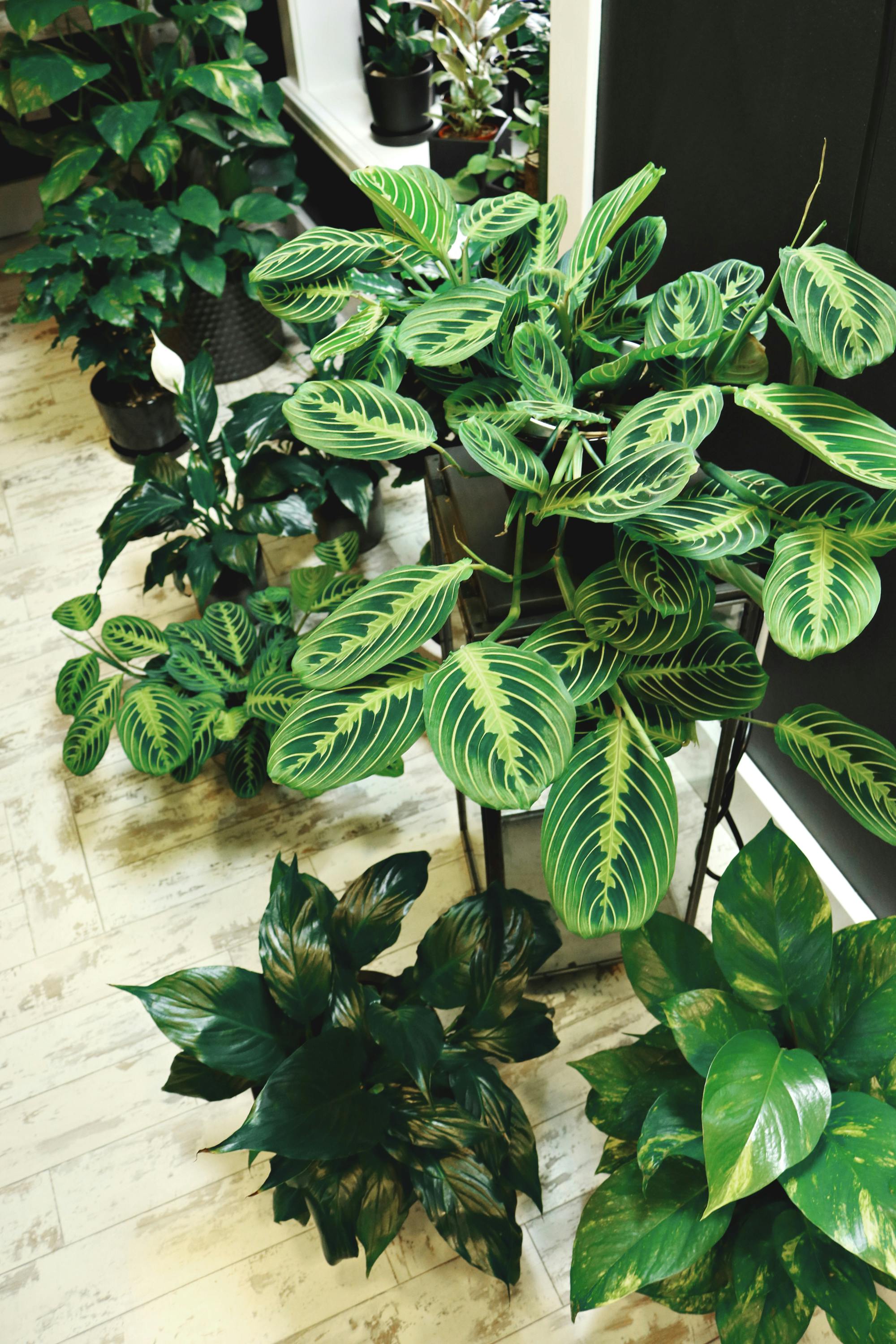 Low Light Plants