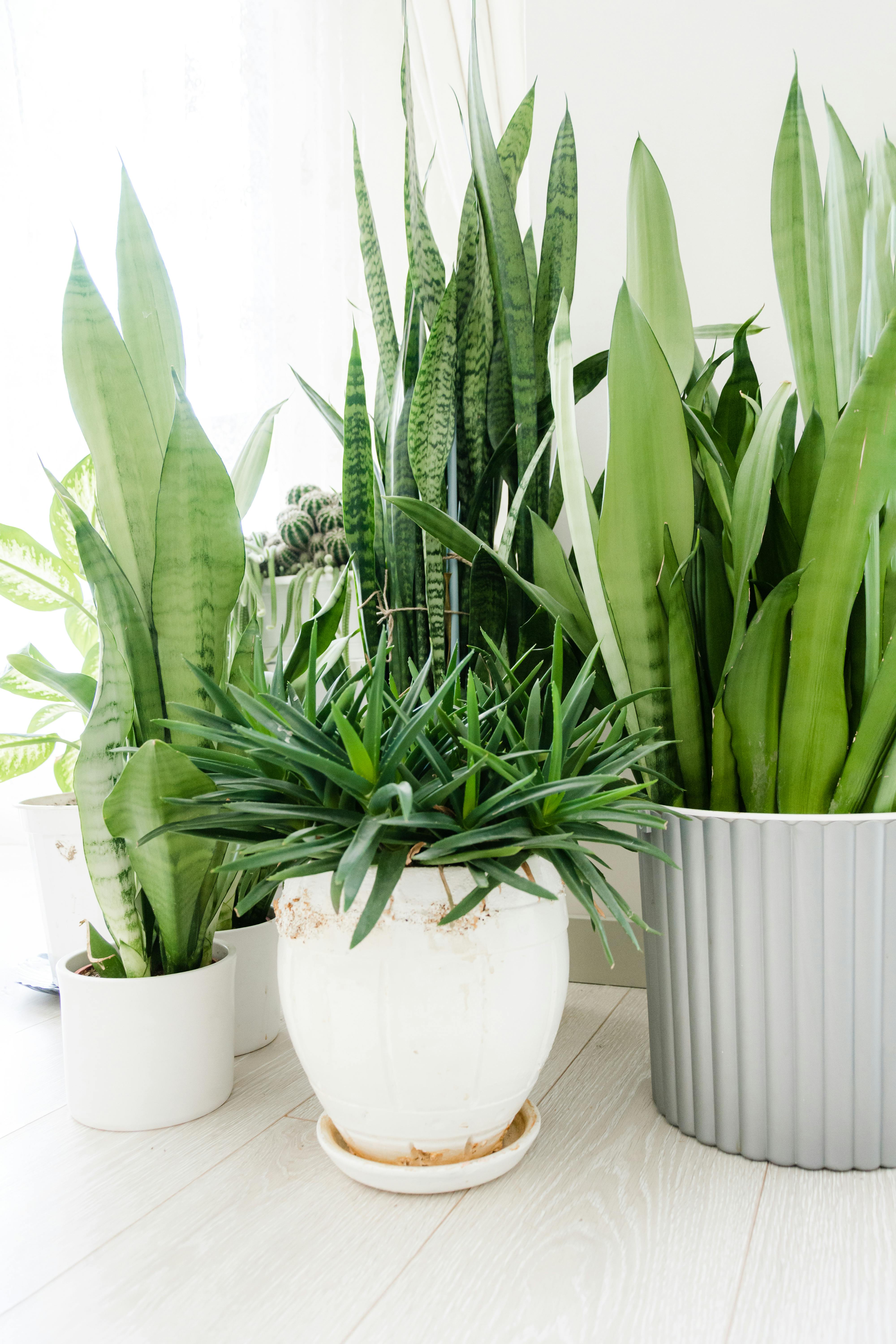 Air Purifying Plants