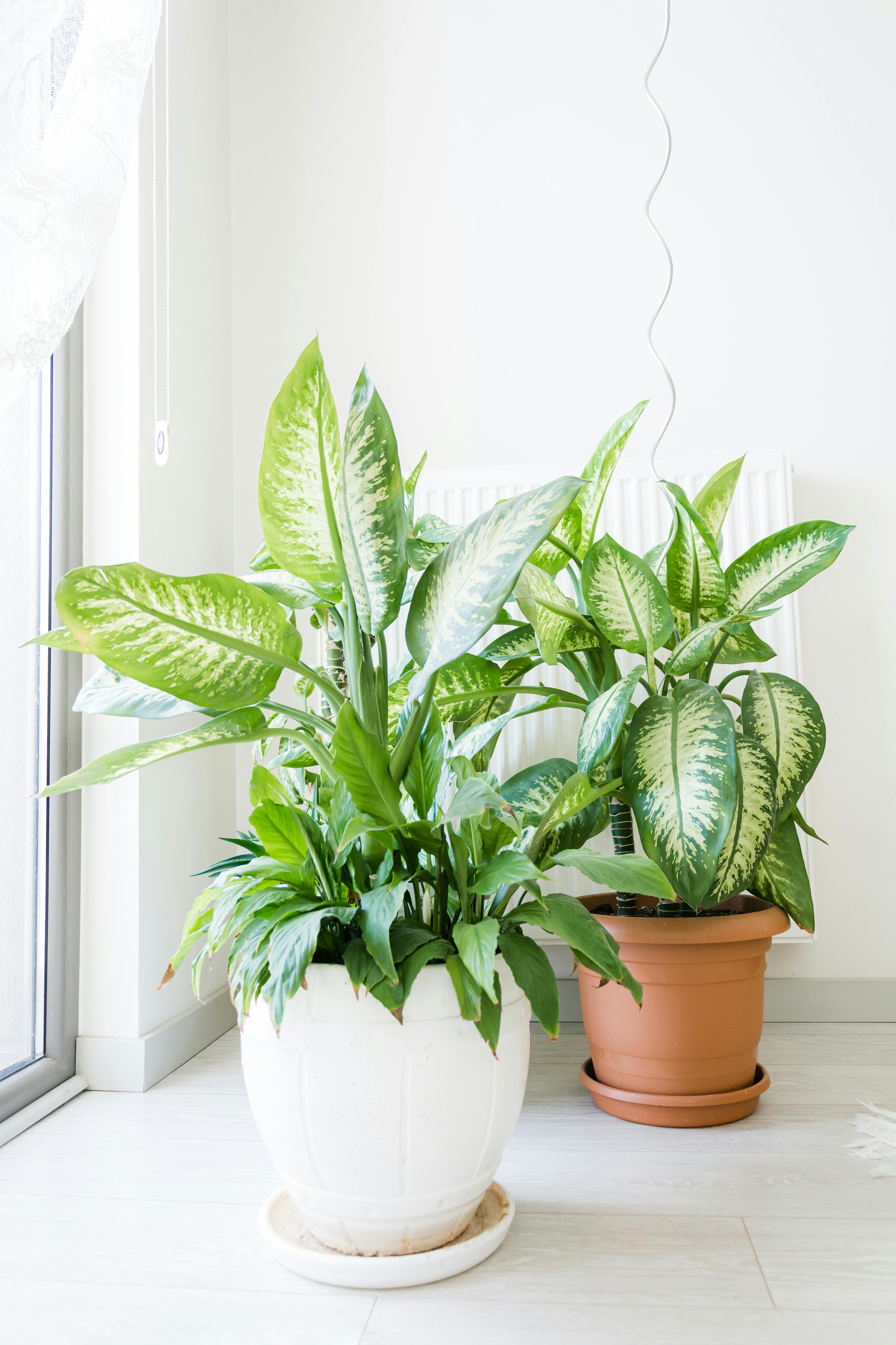 Bright Room Plants