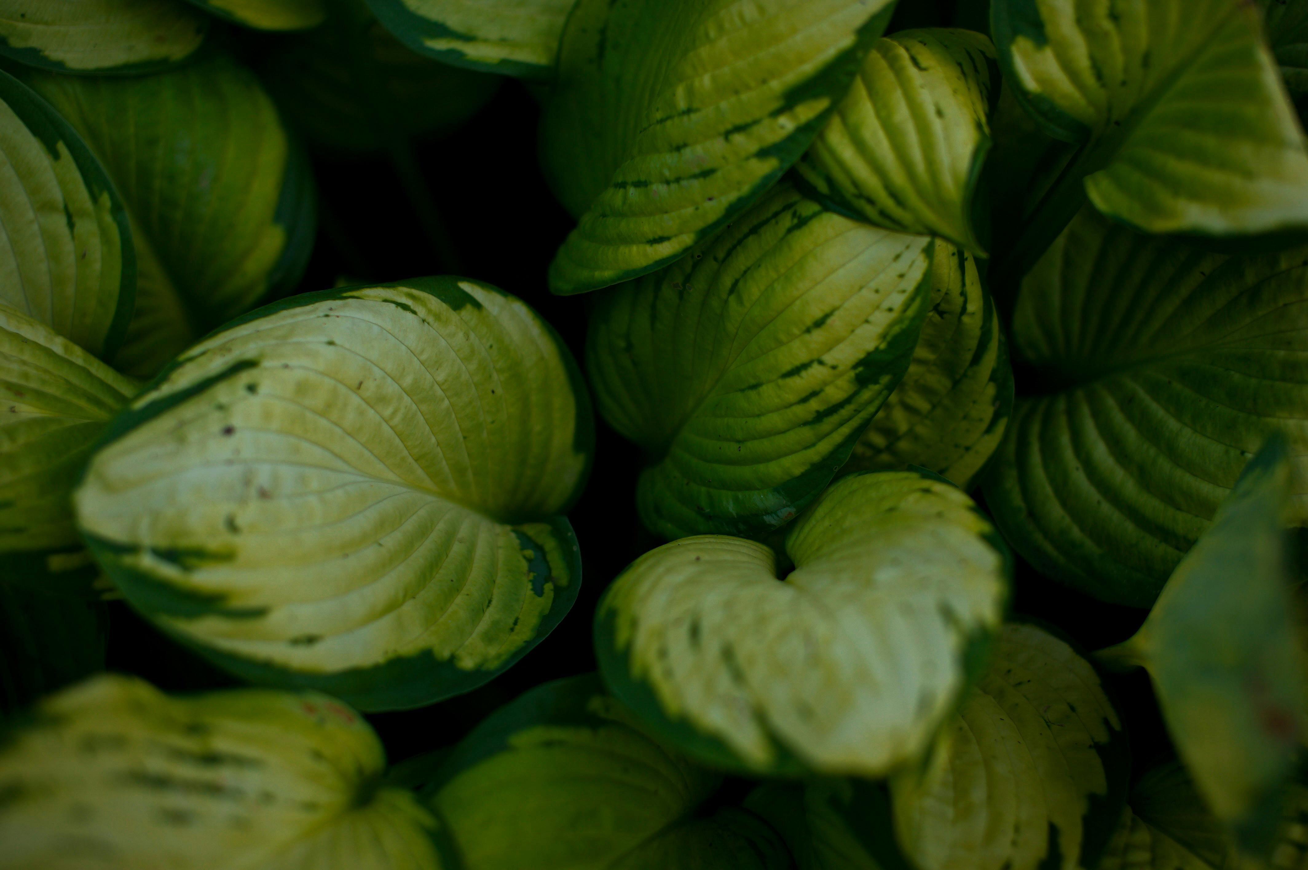 Outdoor - Shade loving plants