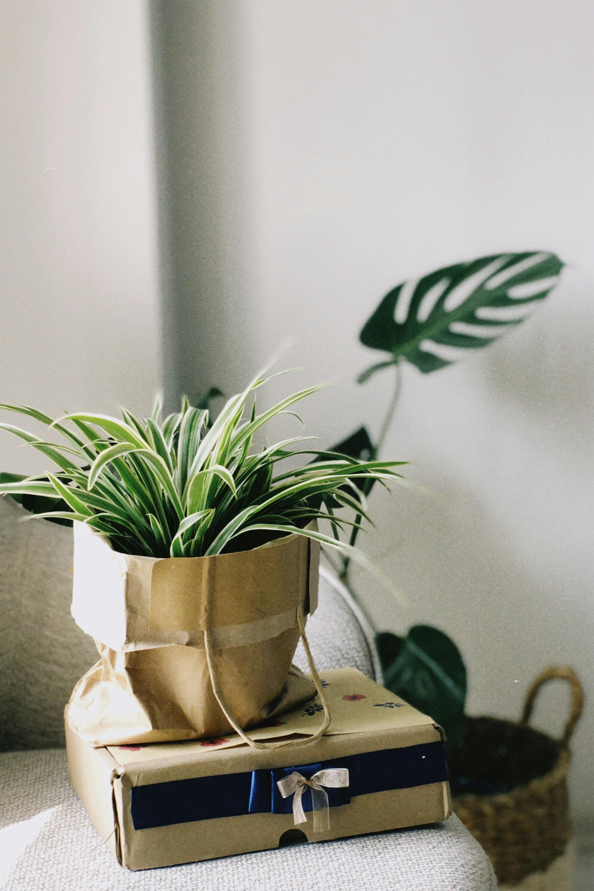 Gift Ready Plants