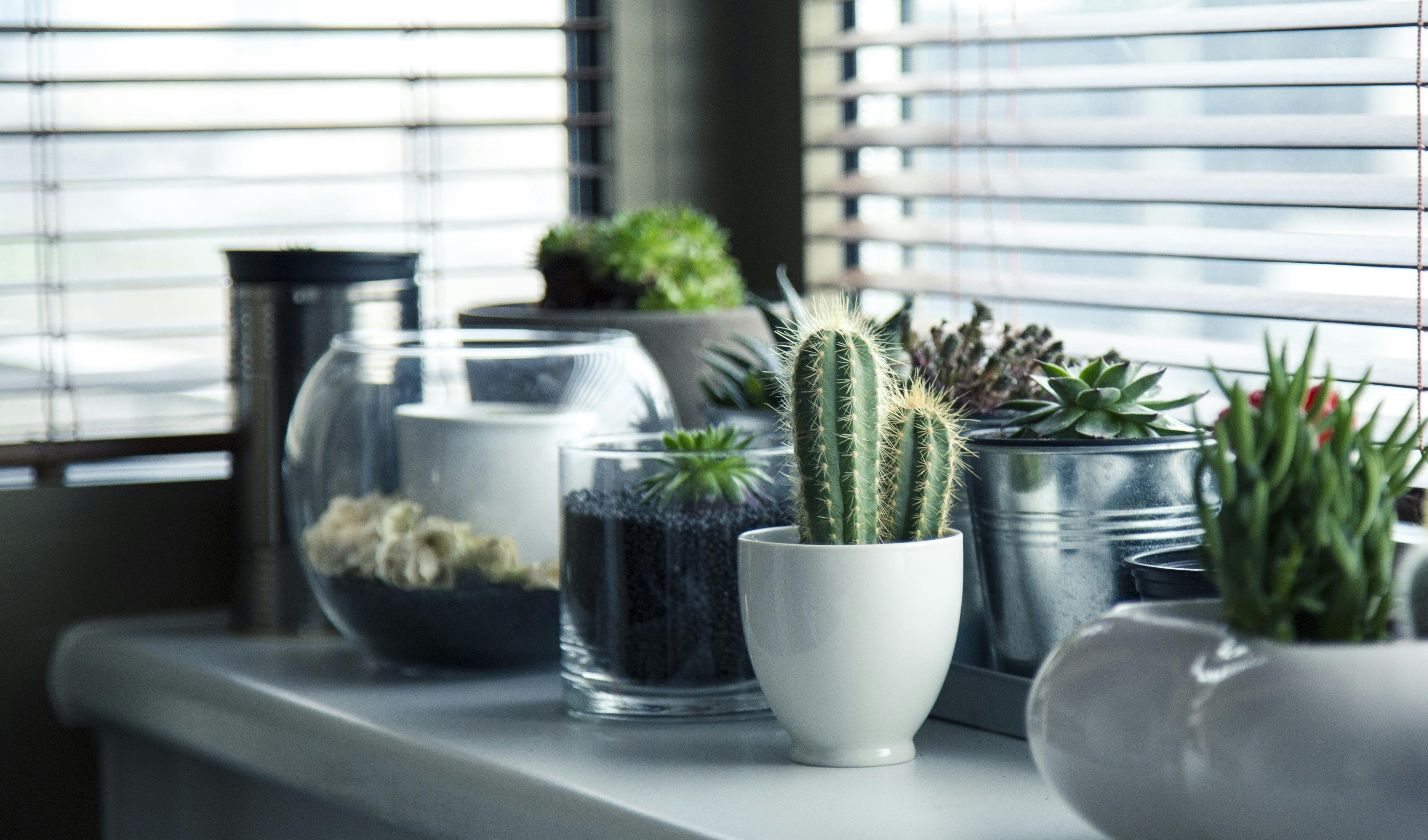 Small Room Plants