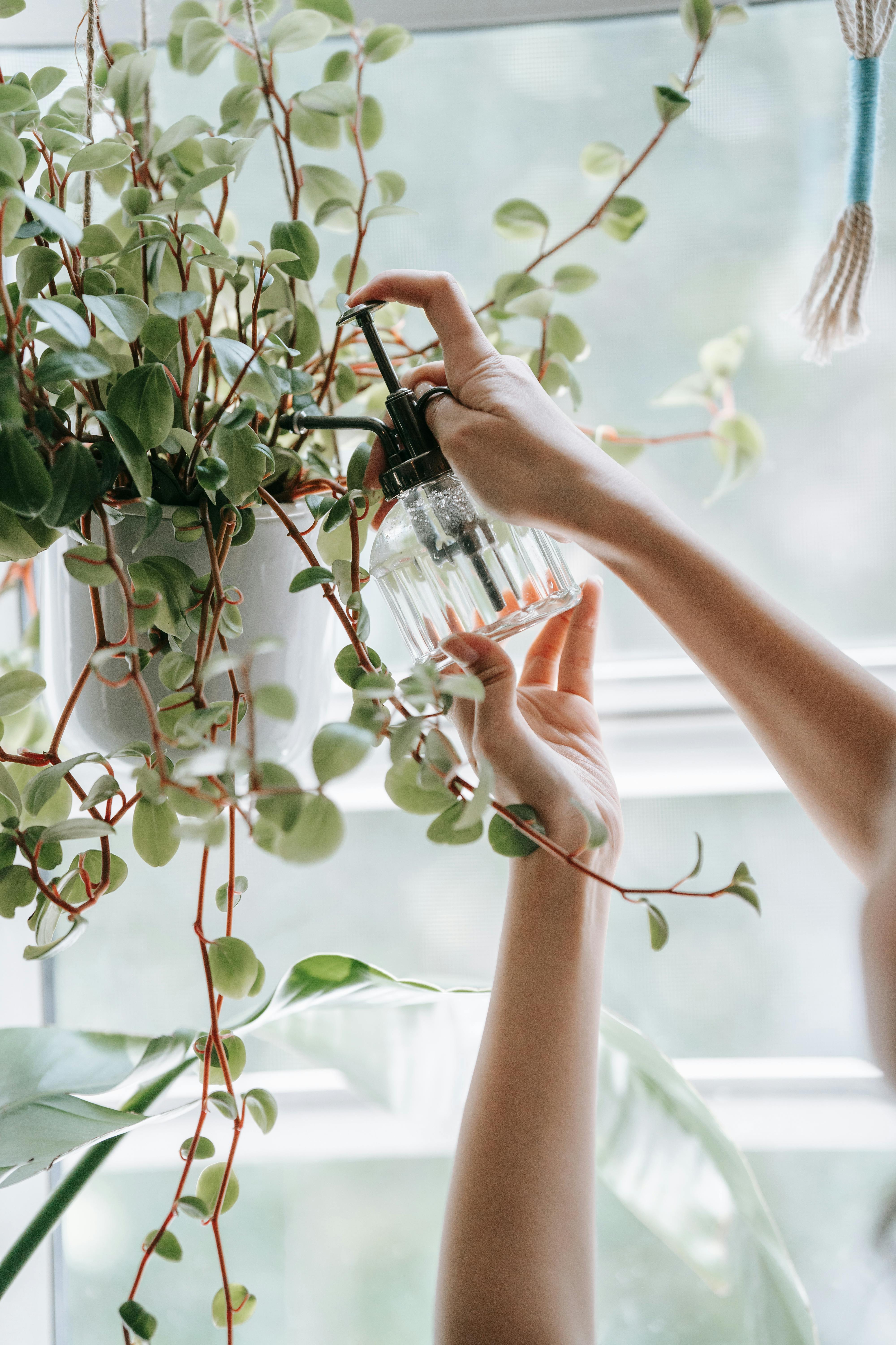 Plant Care & Accessories
