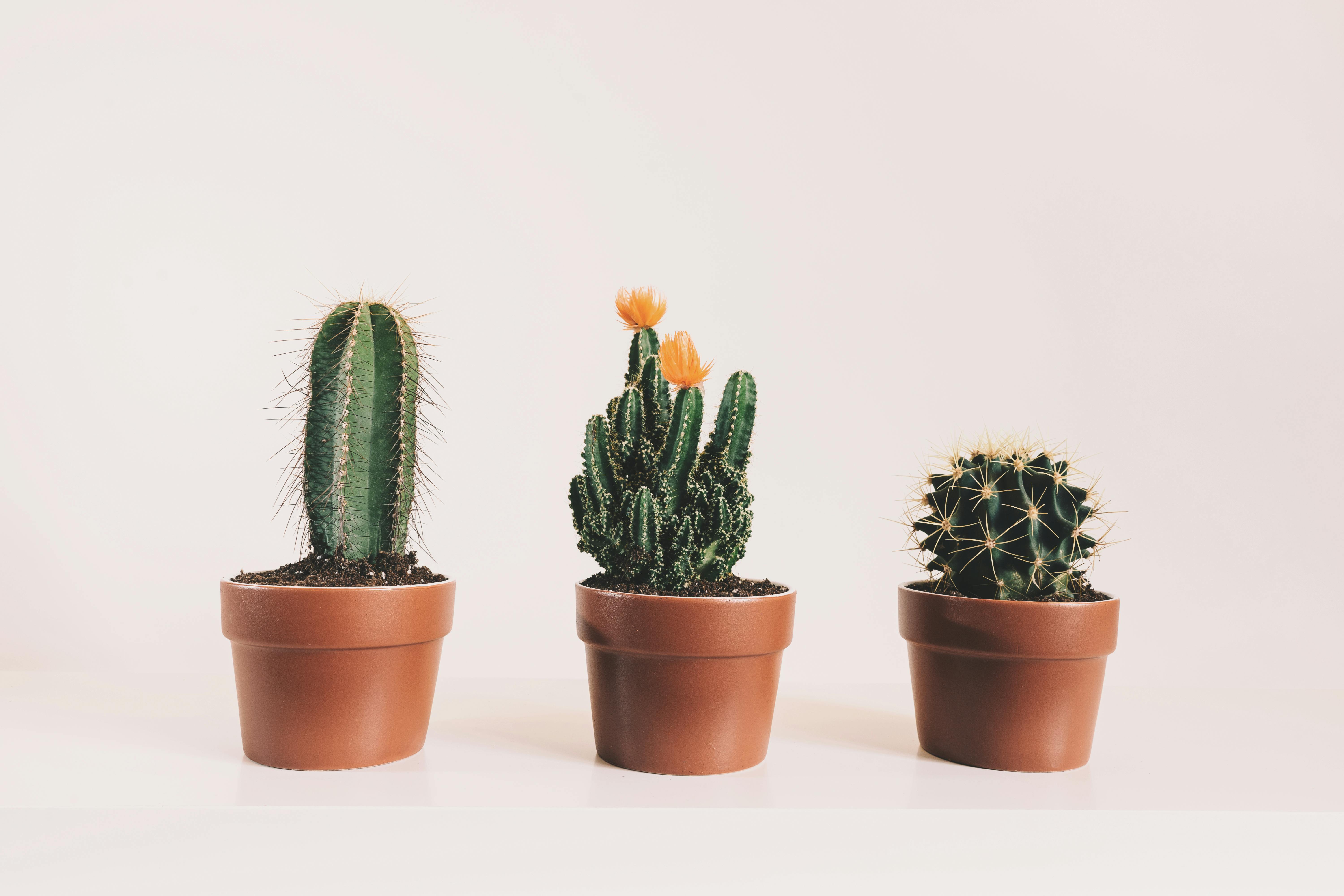 Cacti & Succulents