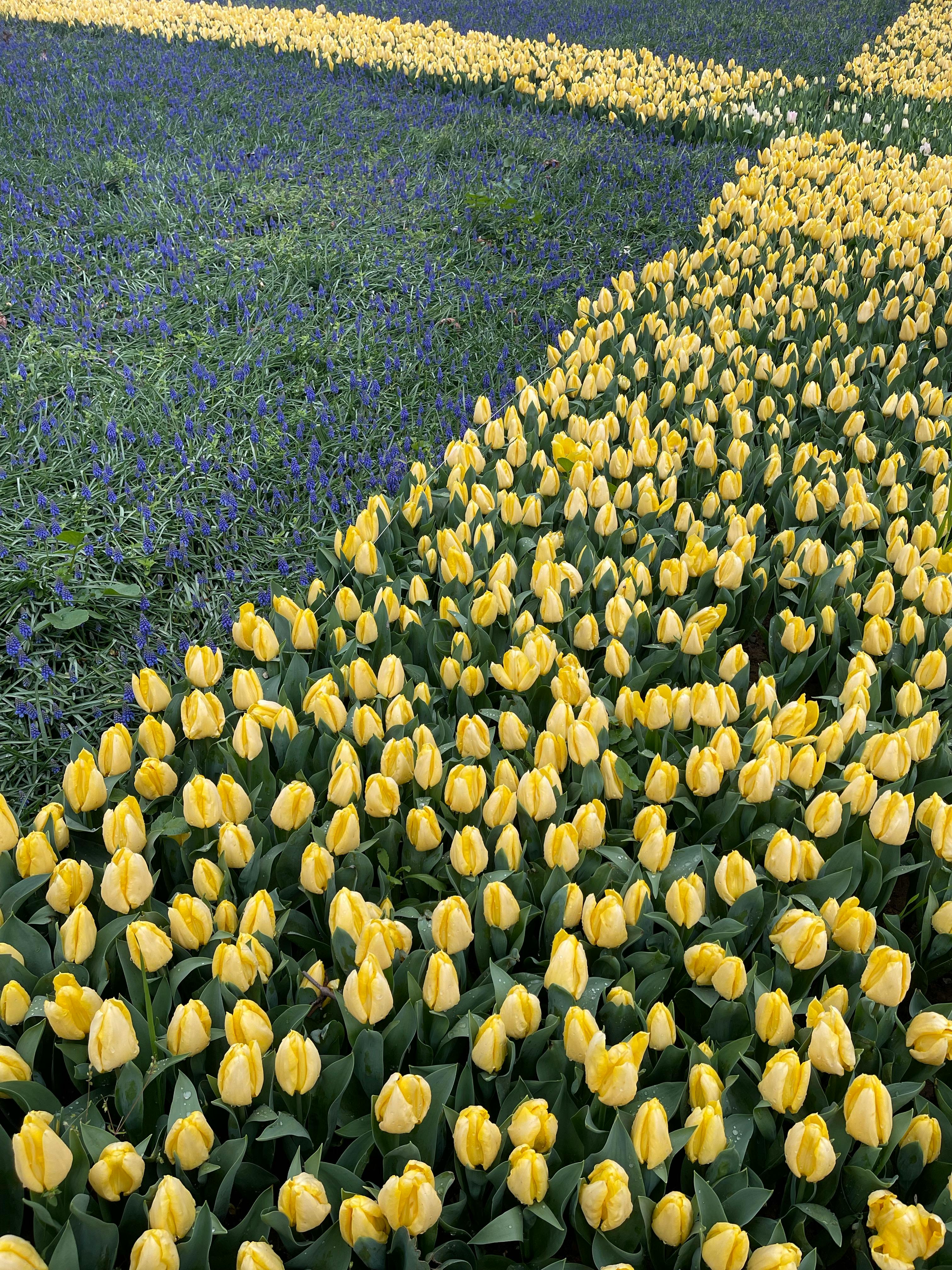 Outdoor - Perennial