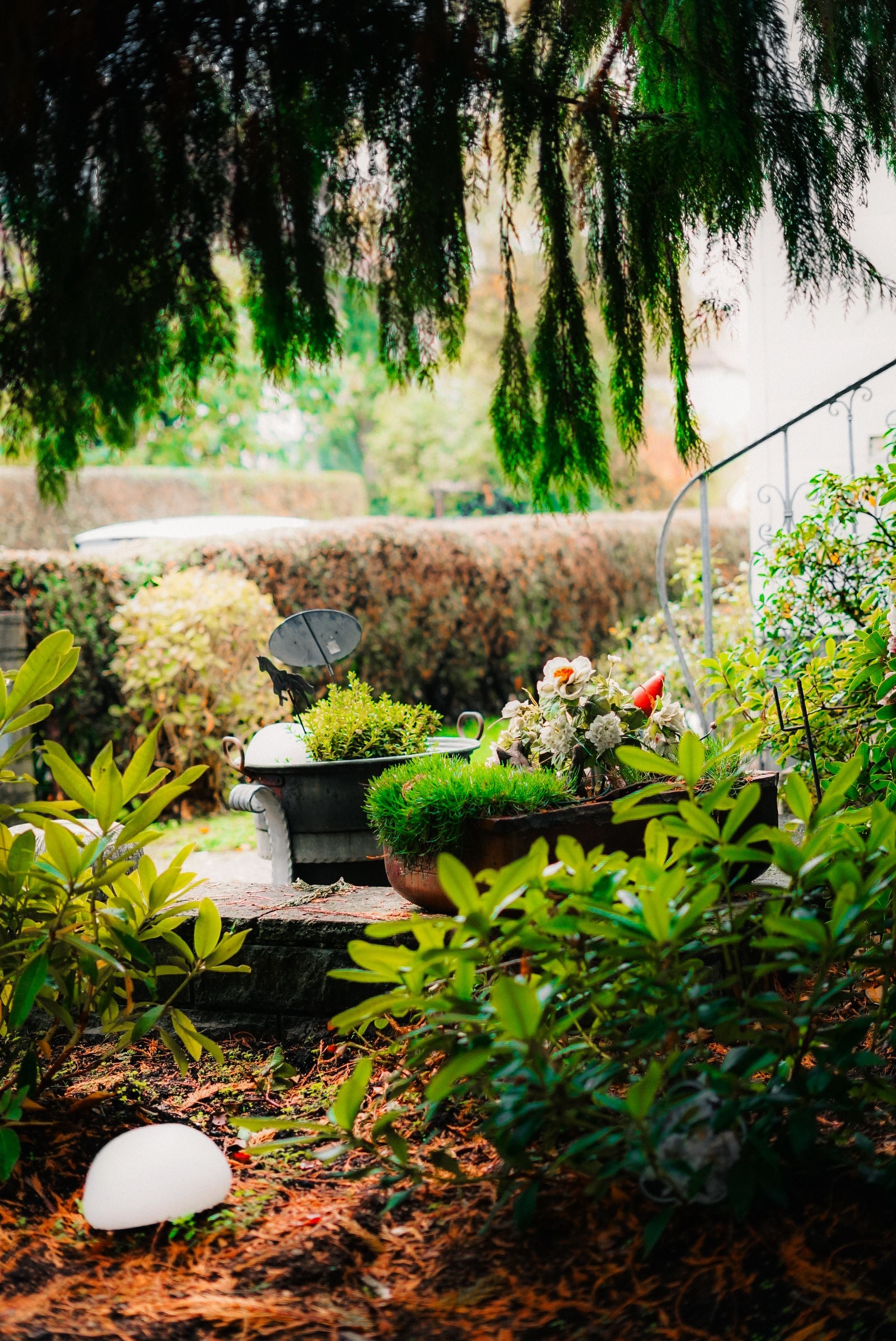 Outdoor Plants