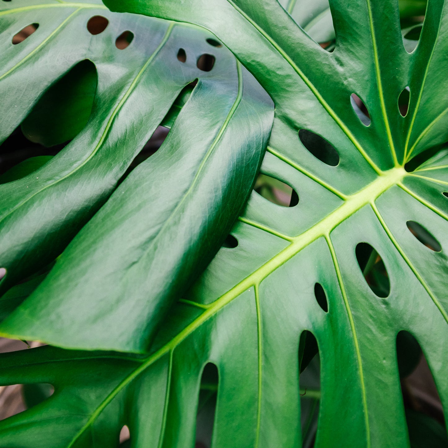 SOIL NINJA - Premium Monstera & Philodendron Blend