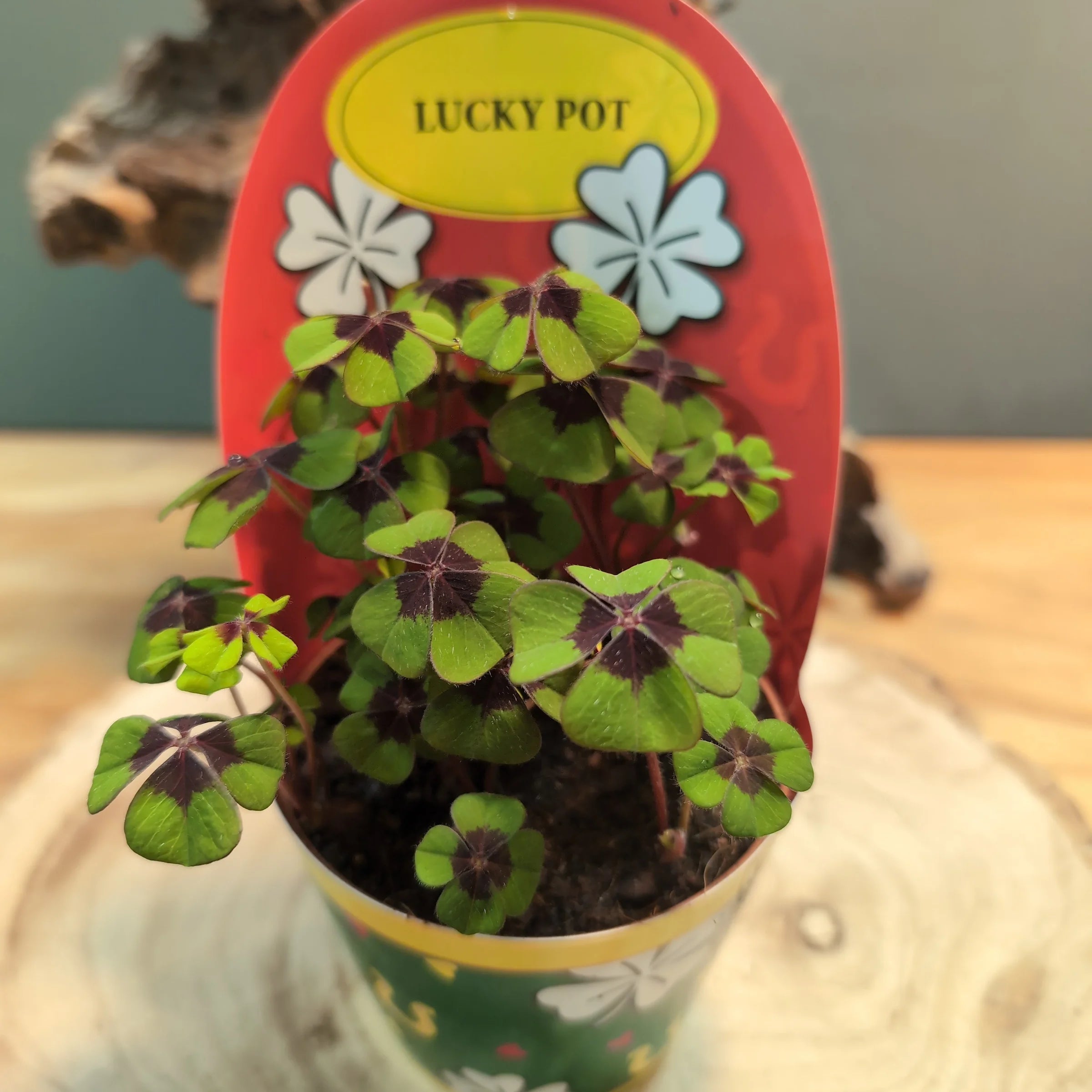 Oxalis Deppei |Lucky Clover