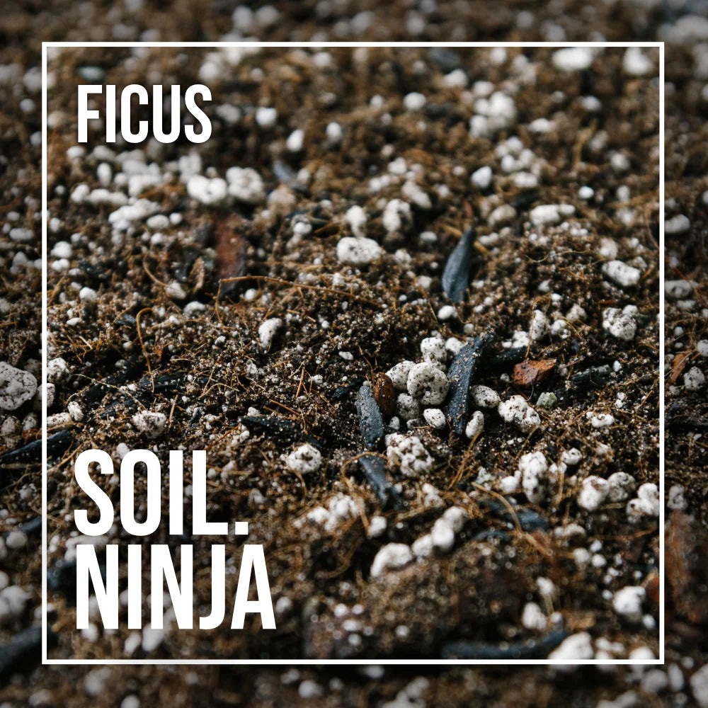 SOIL NINJA - Premium Ficus Blend
