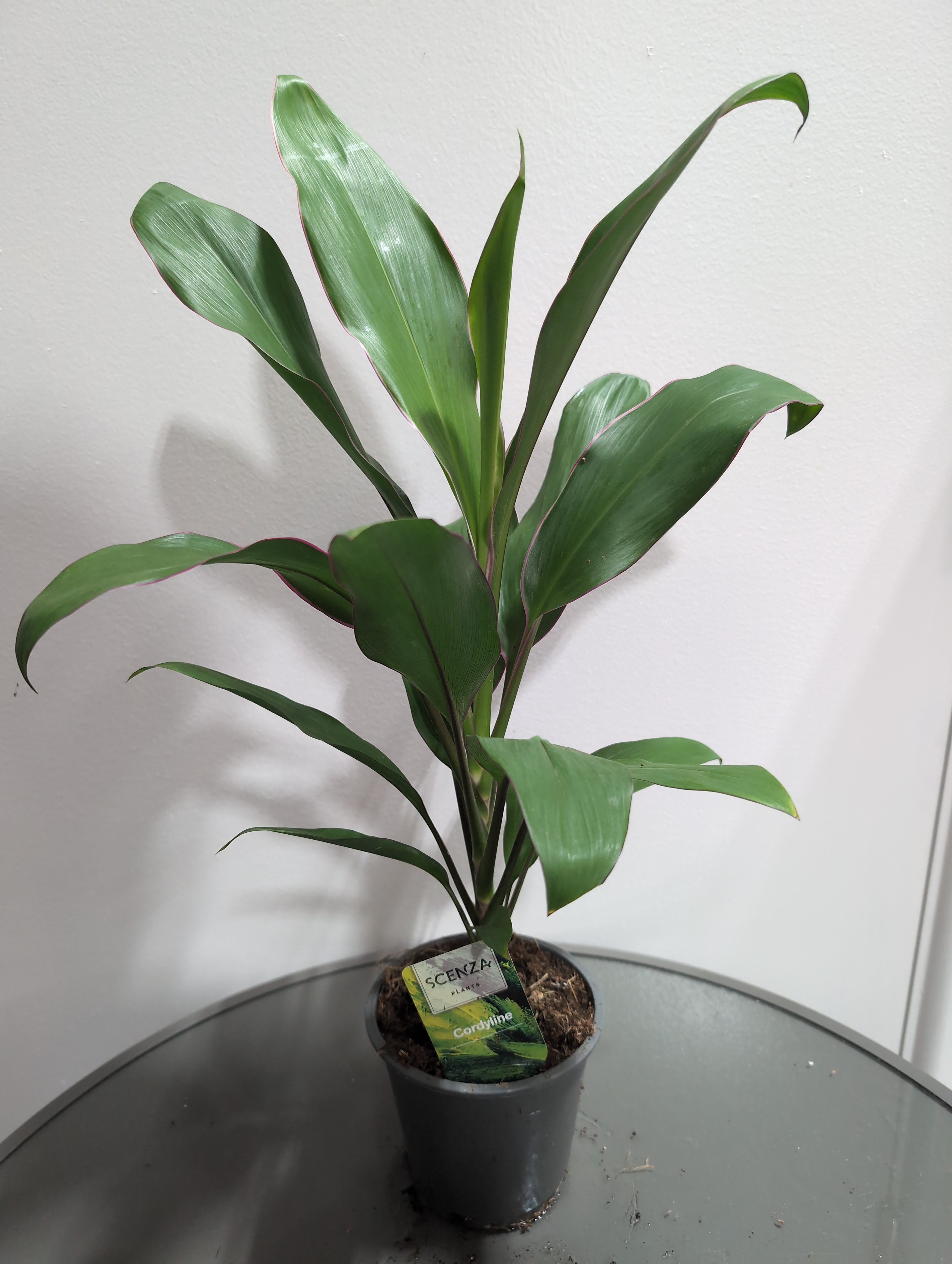 Cordyline Fruticosa | Geraldo