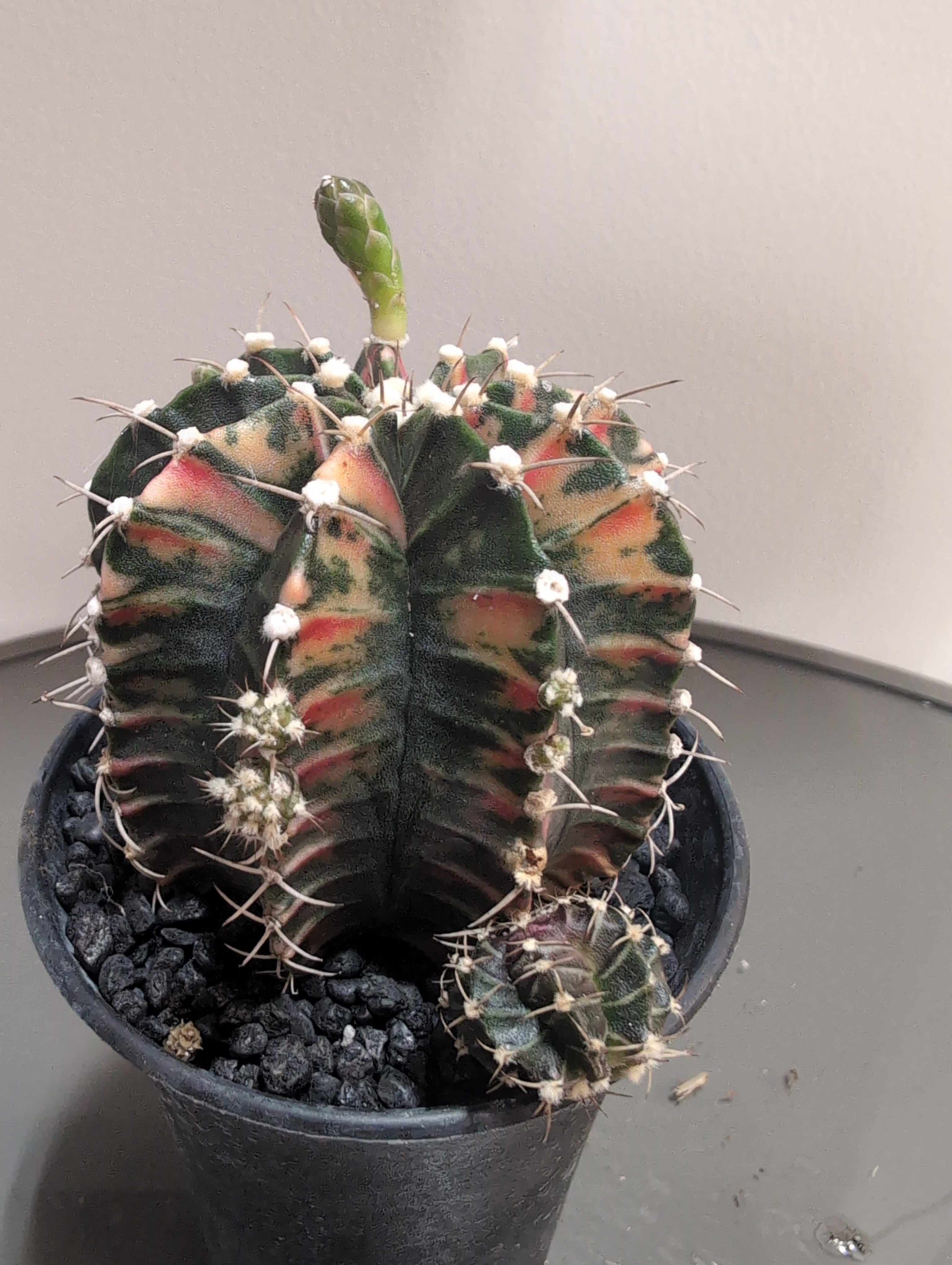 Variegated Chin Cactus | Gymnocalycium