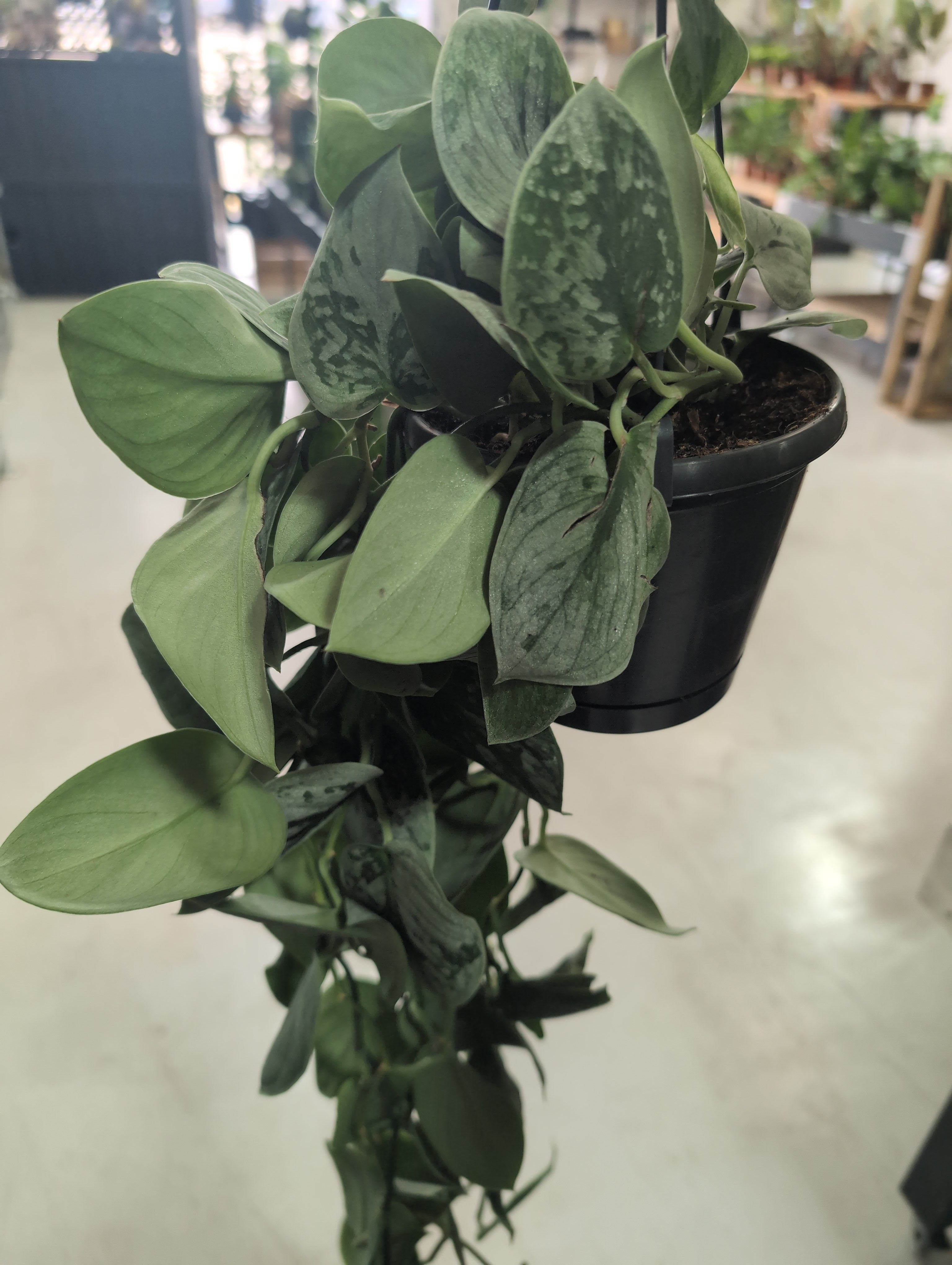 Satin Pothos | Scindapsus Pictus | Hanging Pot
