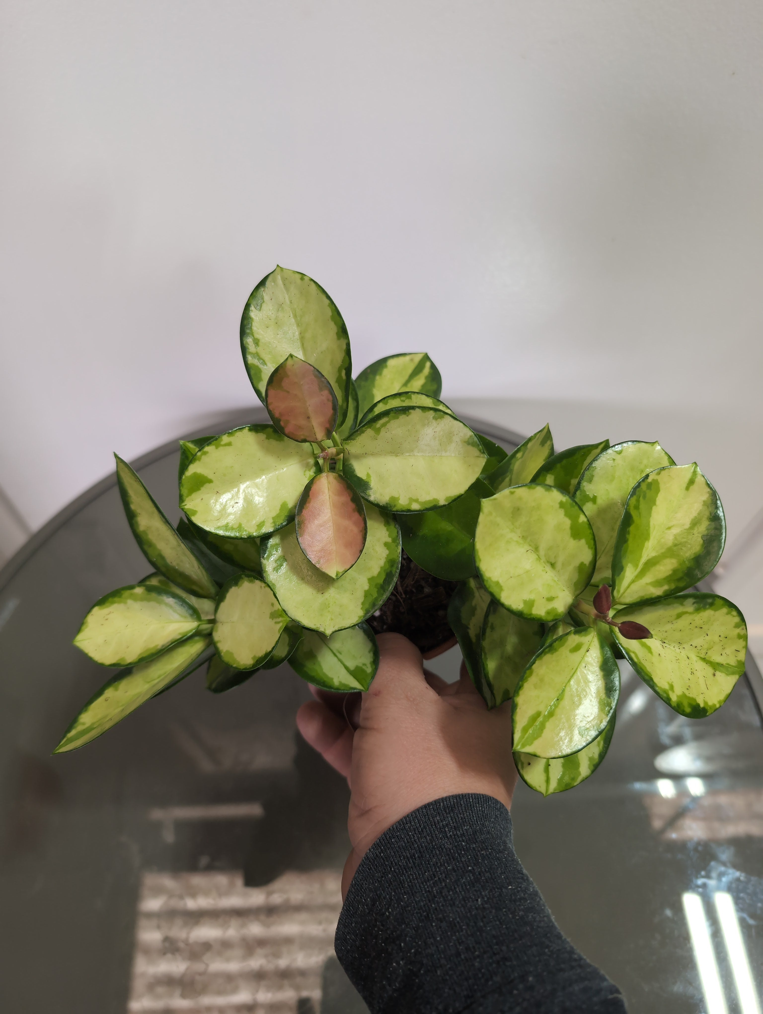 Hoya | Variegated Wax Plant | Hoya Australis | Lisa