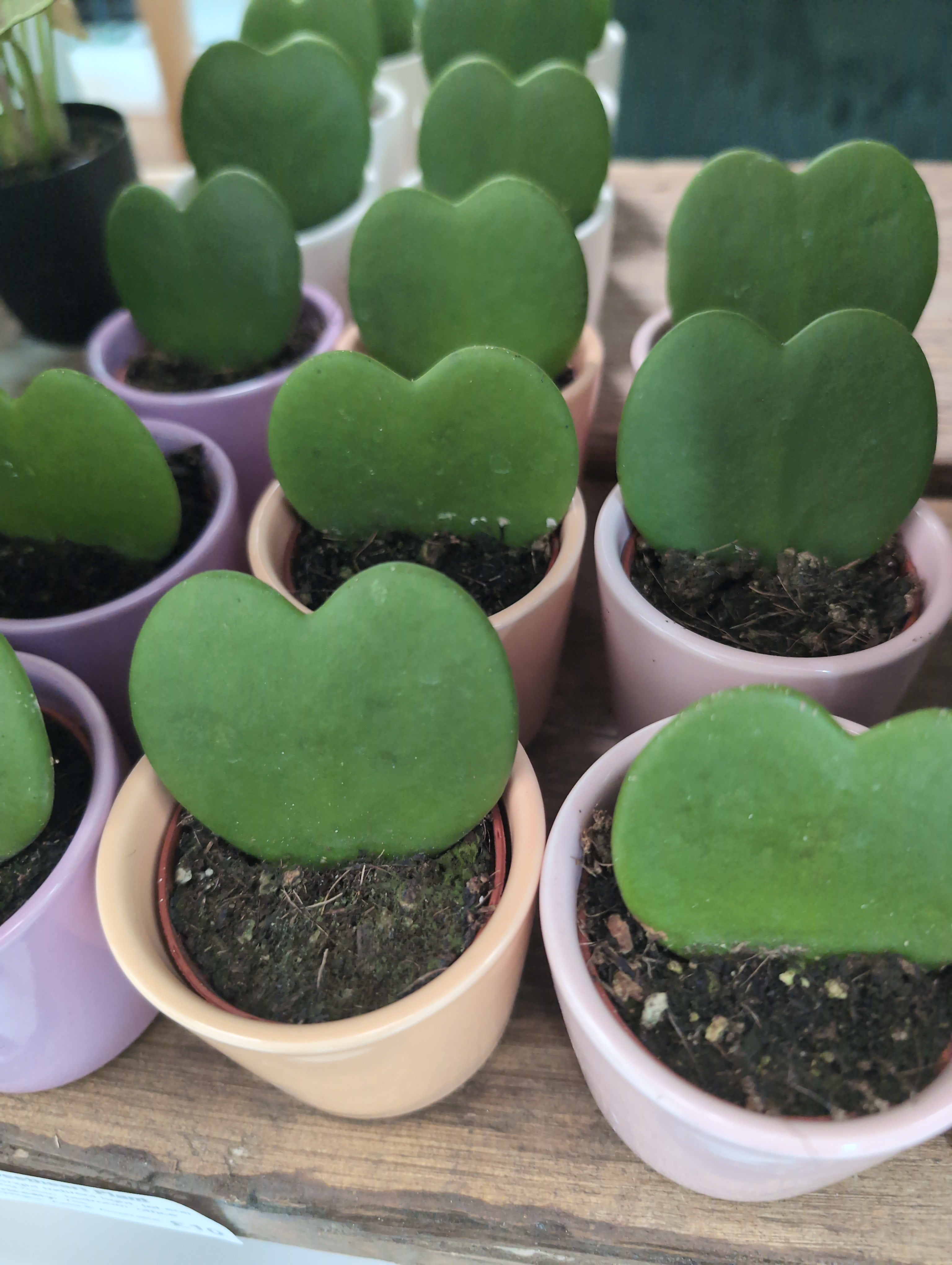 Sweetheart Hoya | Hoya kerrii