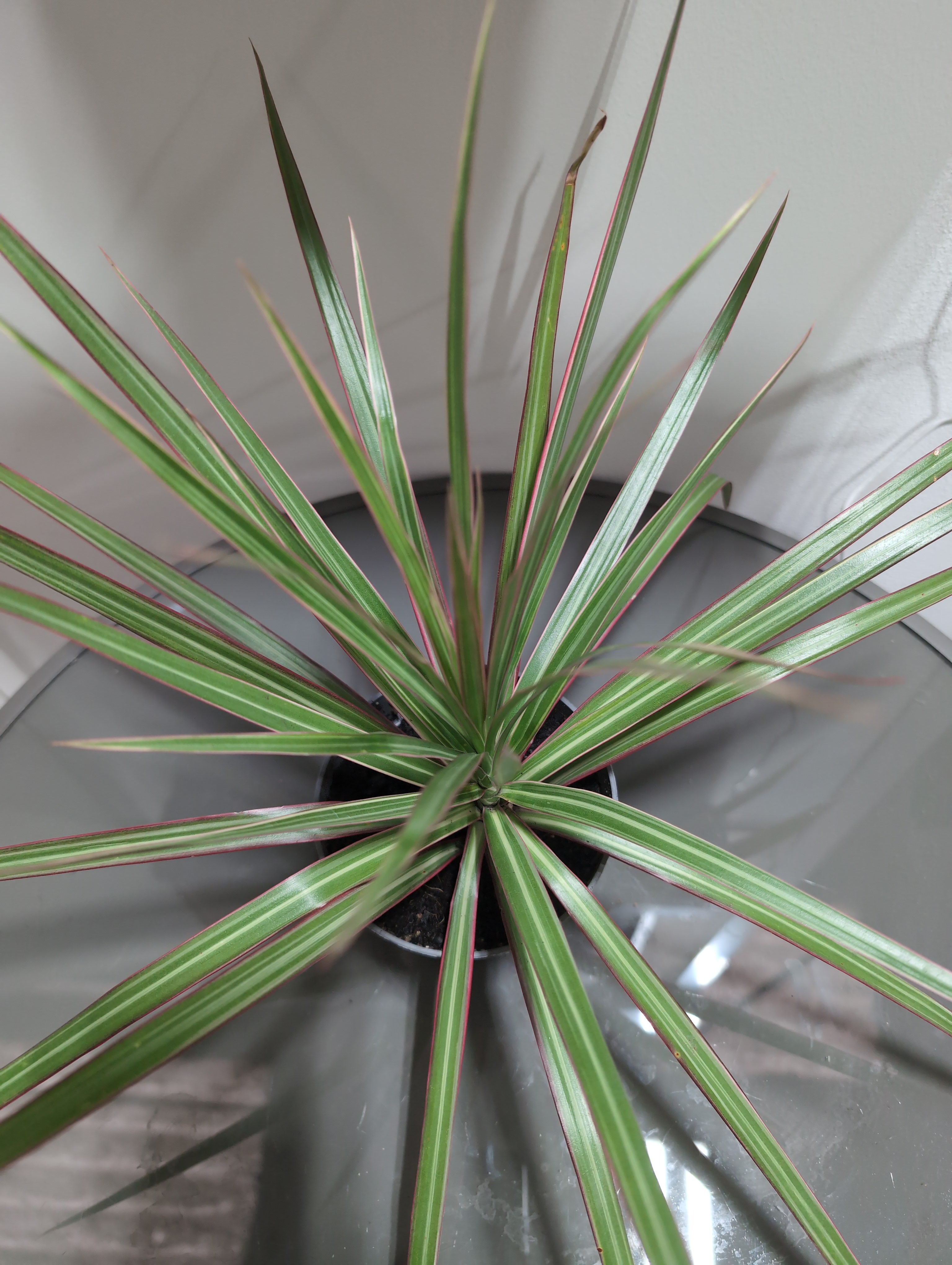 Dracaena Marginata | mixed