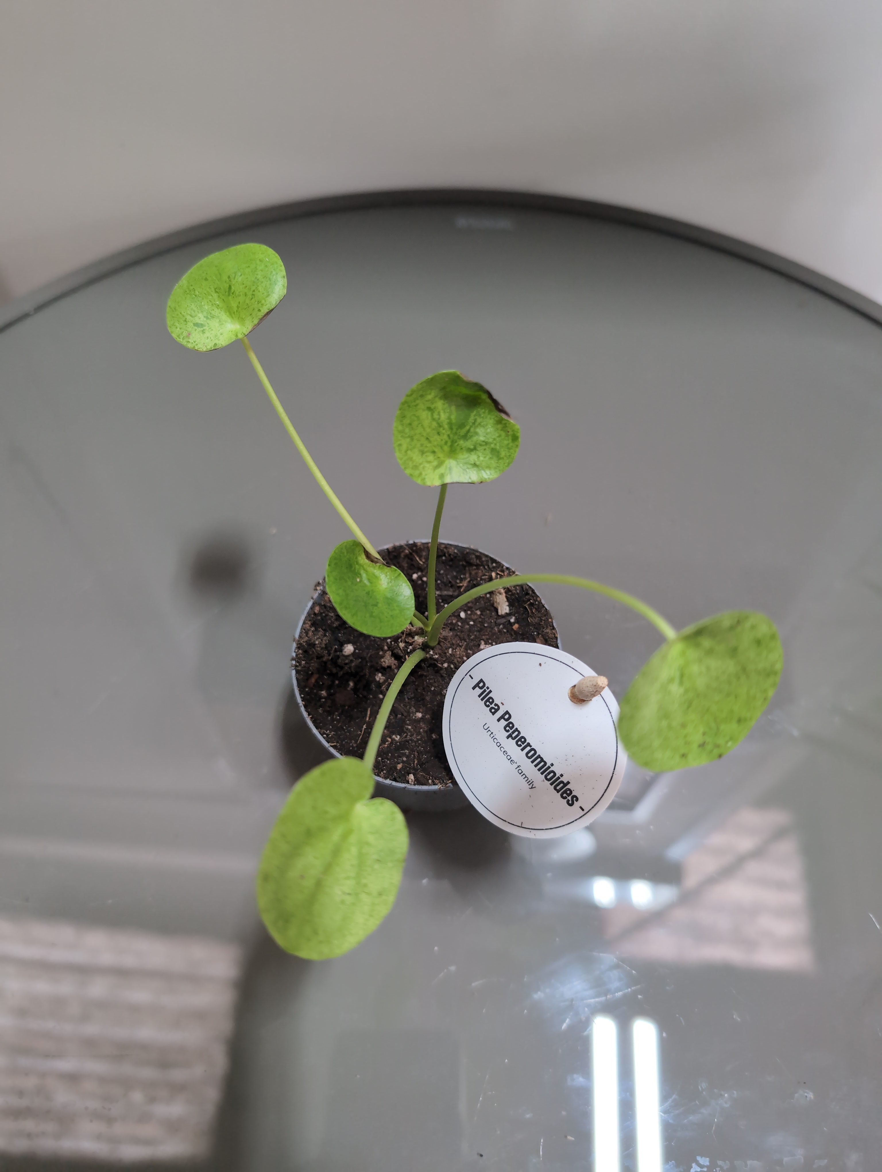 Chinese Money Plant | Mojito | Pilea peperomioides
