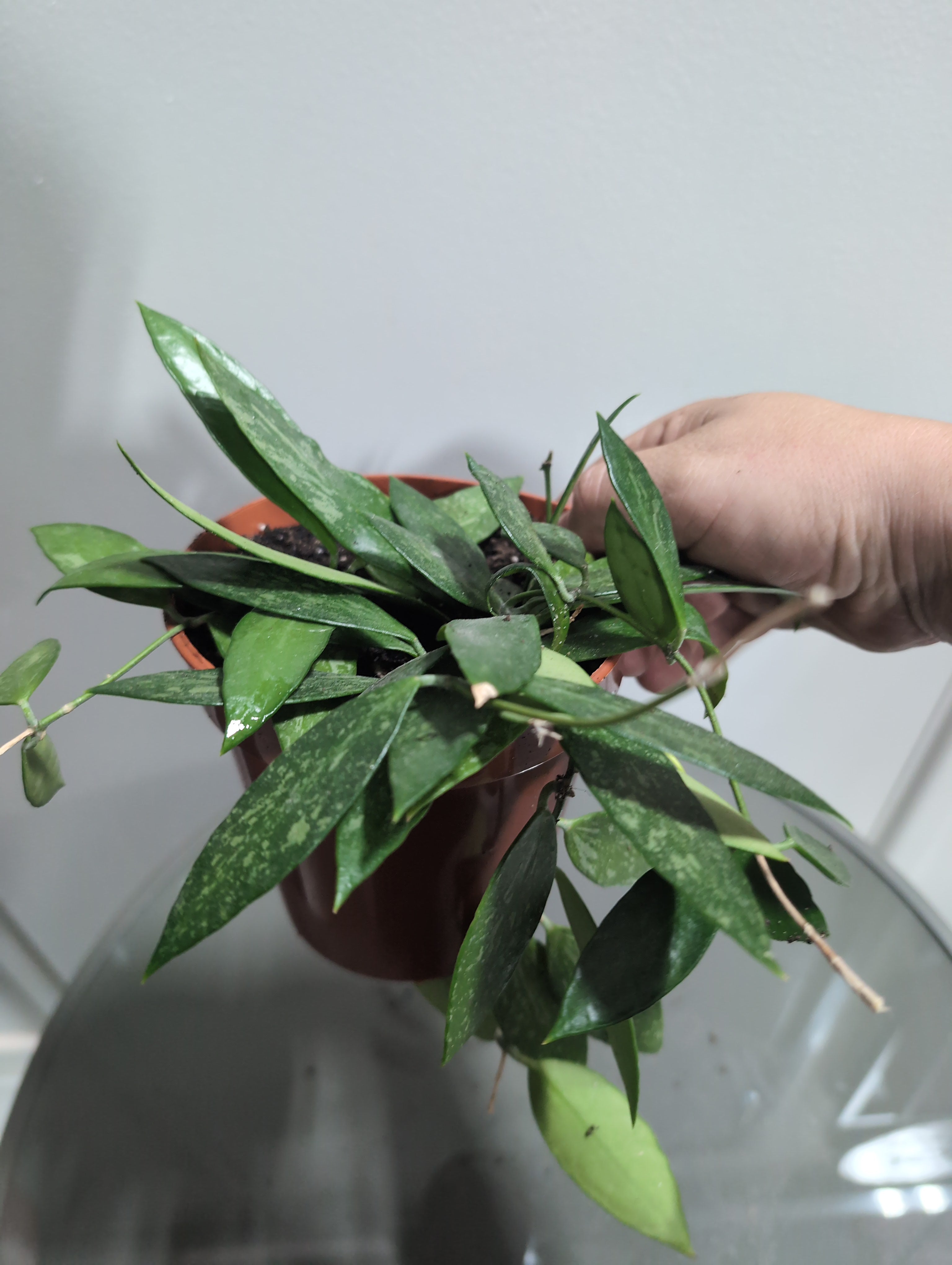 Hoya | Silver Spot | Silver Spot Wax Plant