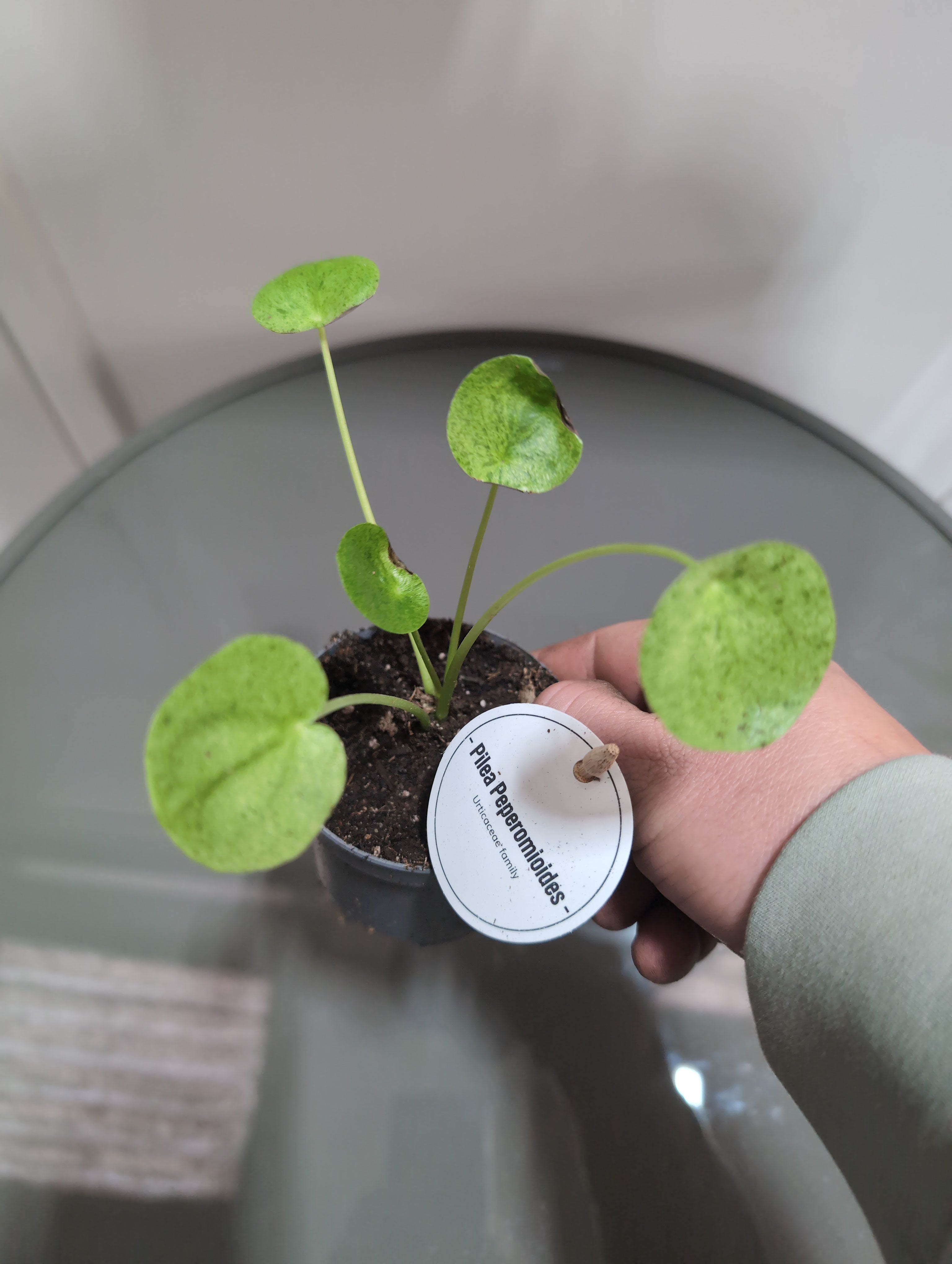 Chinese Money Plant | Mojito | Pilea peperomioides