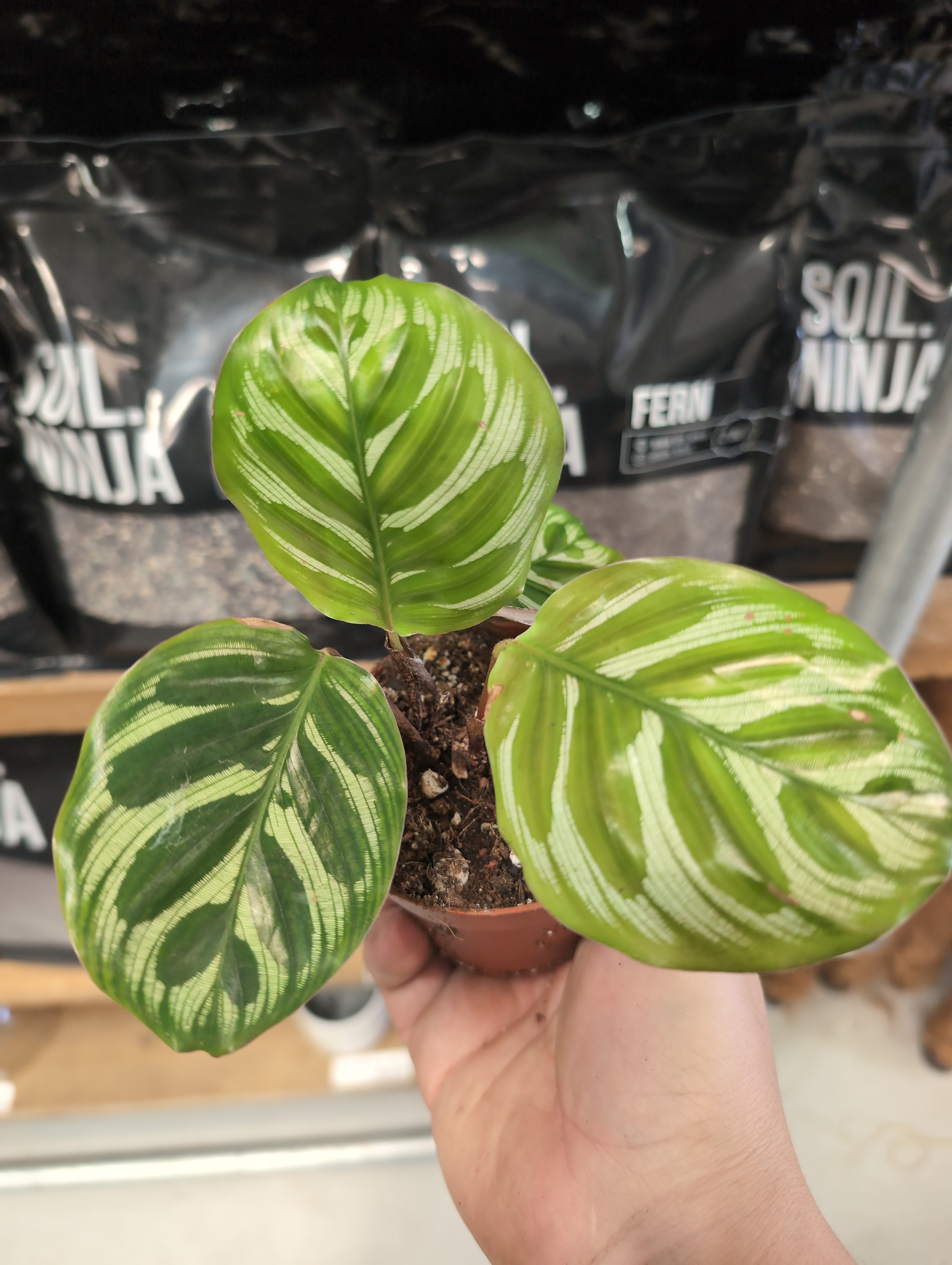 Calathea | Calathea rufibarba