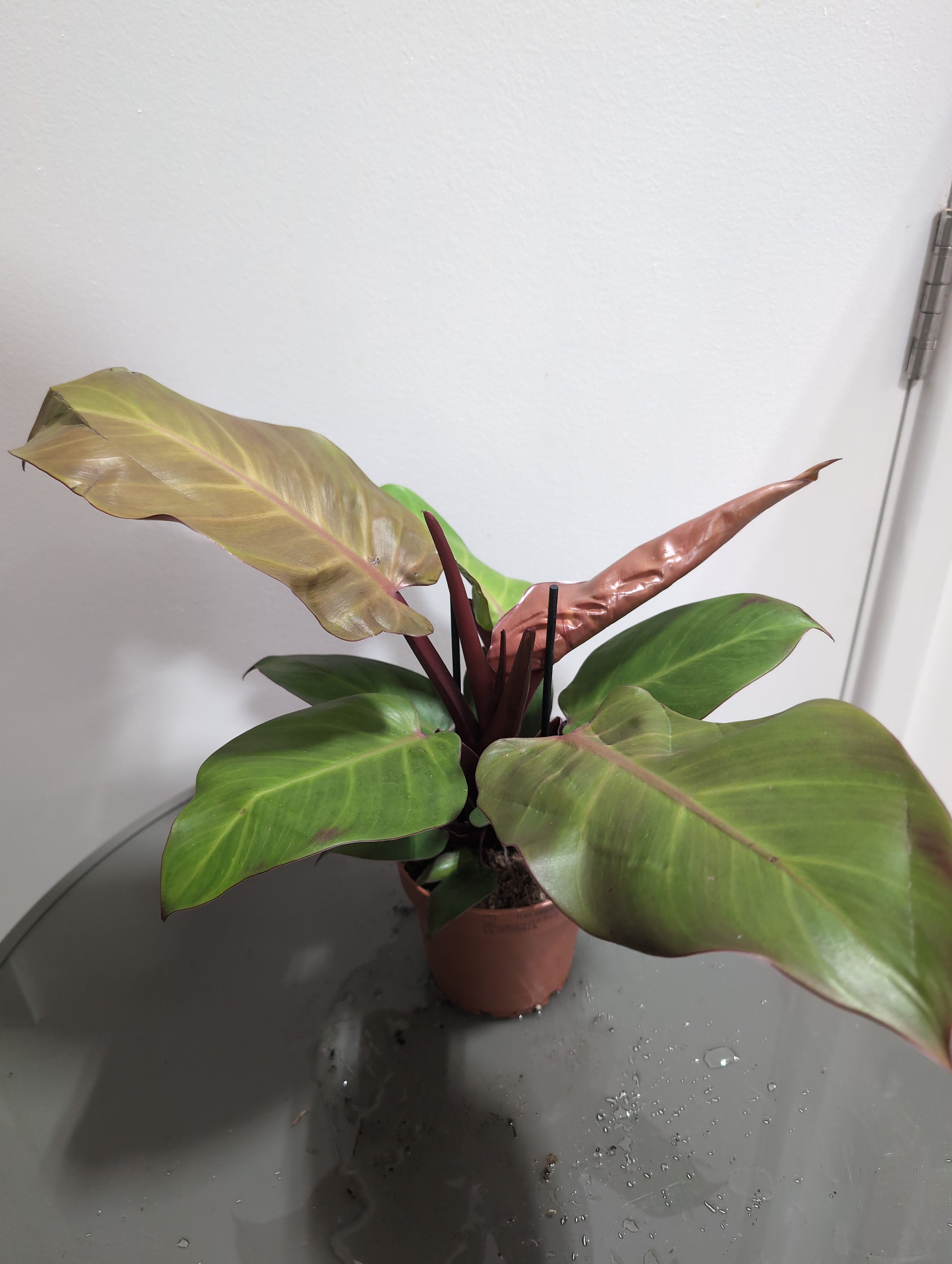 Philodendron | Sunlight