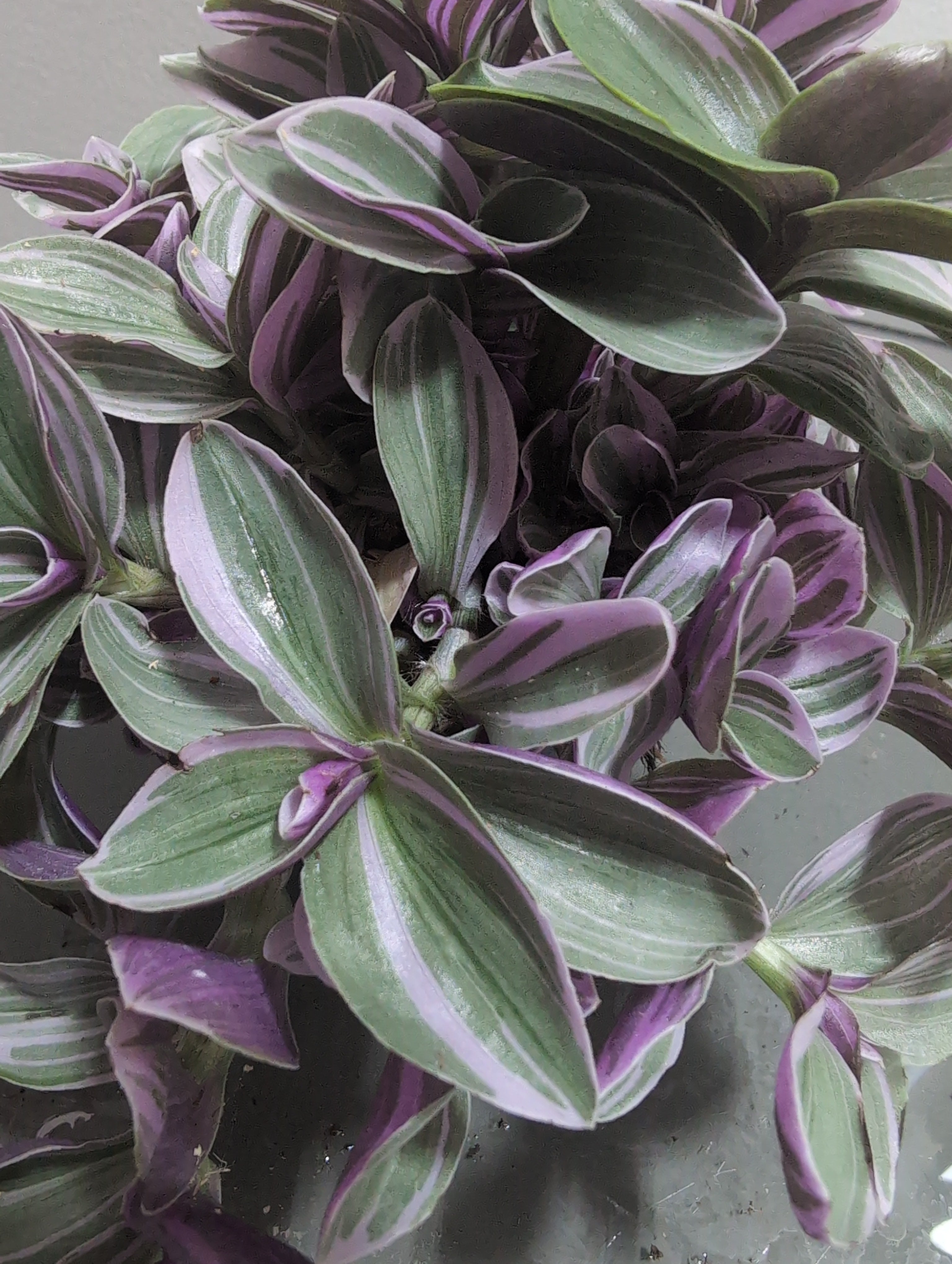 Tradescantia | Sweetness