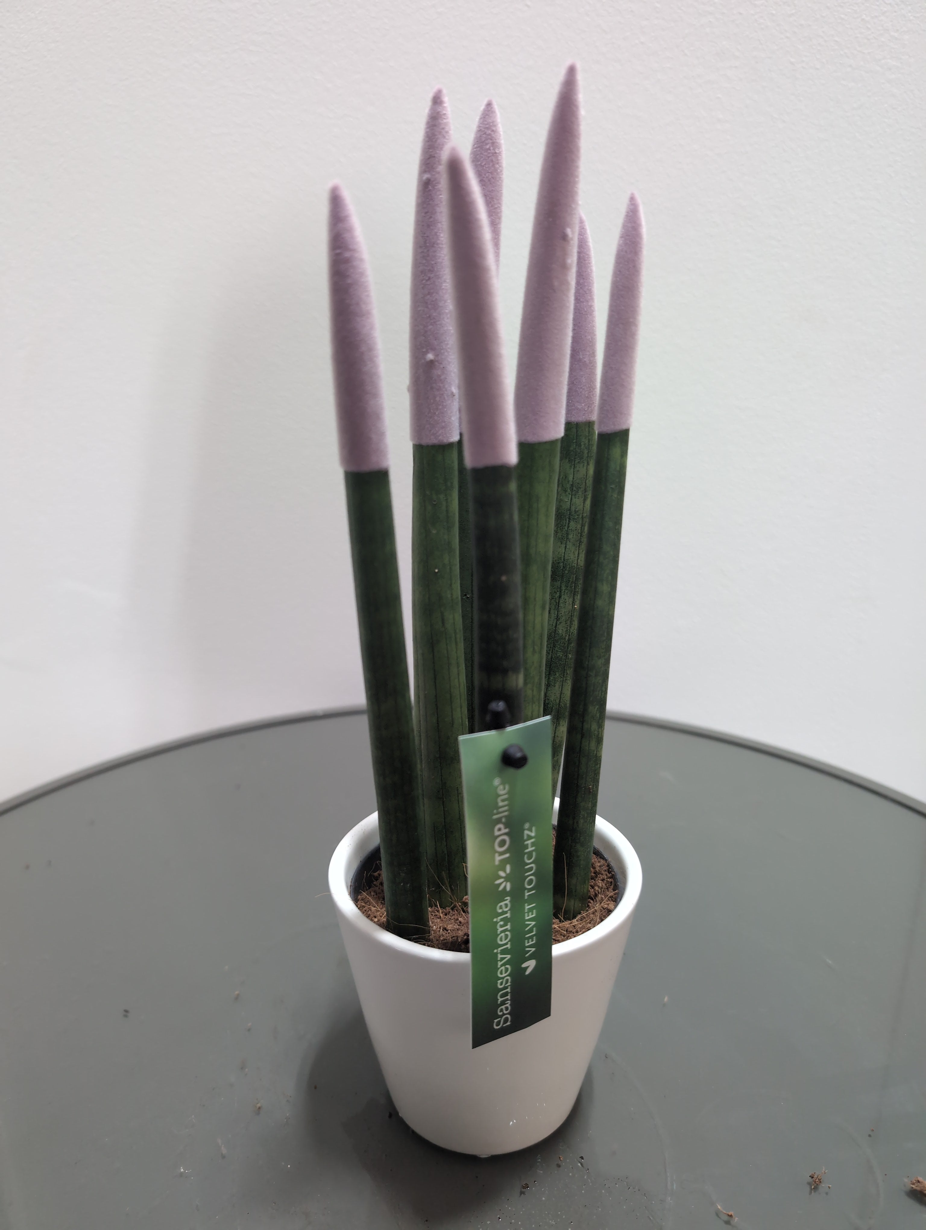 Sansevieria 'fernwood' -  Velvet Touch & ceramic (8.5cm)