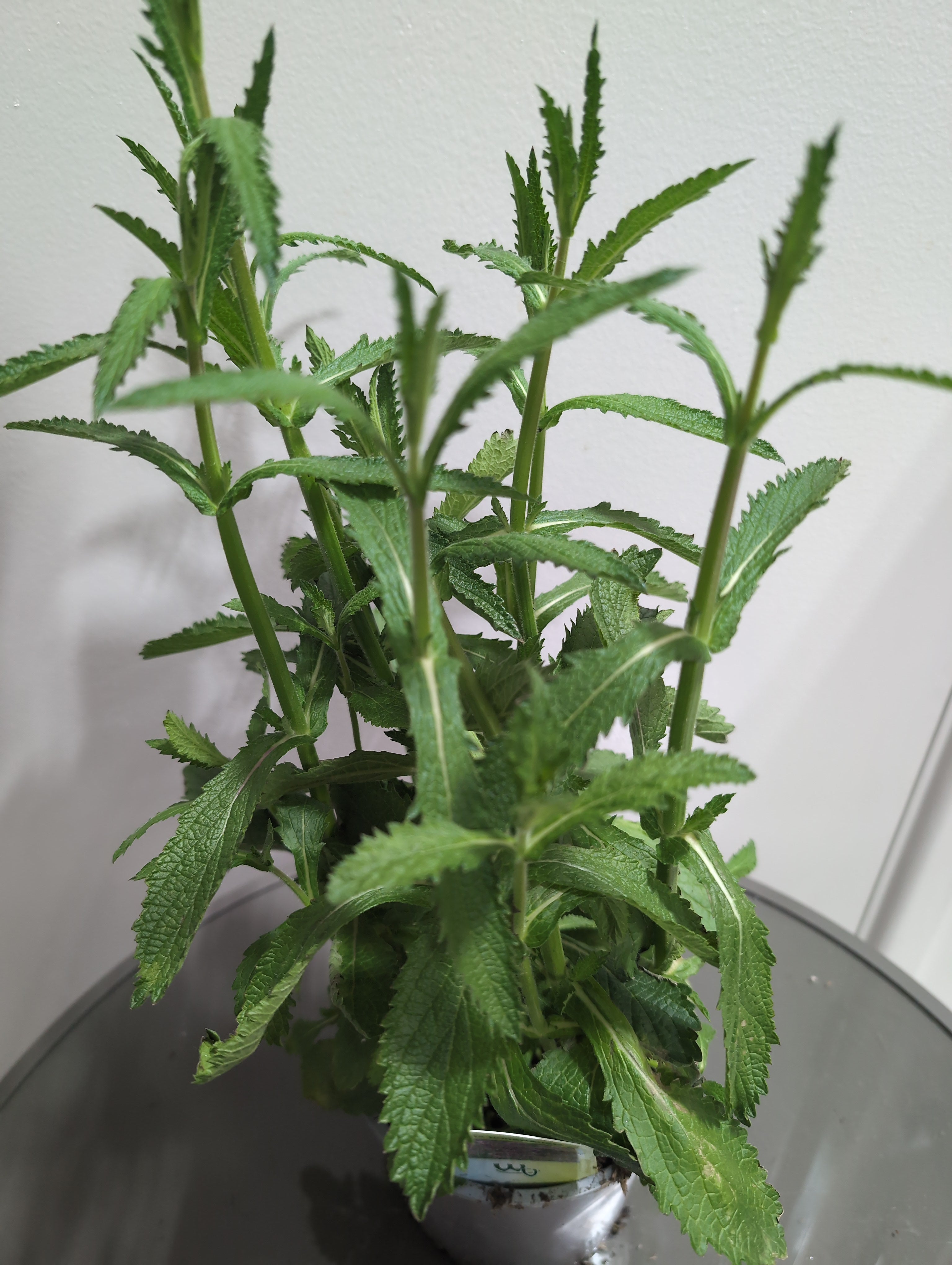 Verbena | Bonariensis