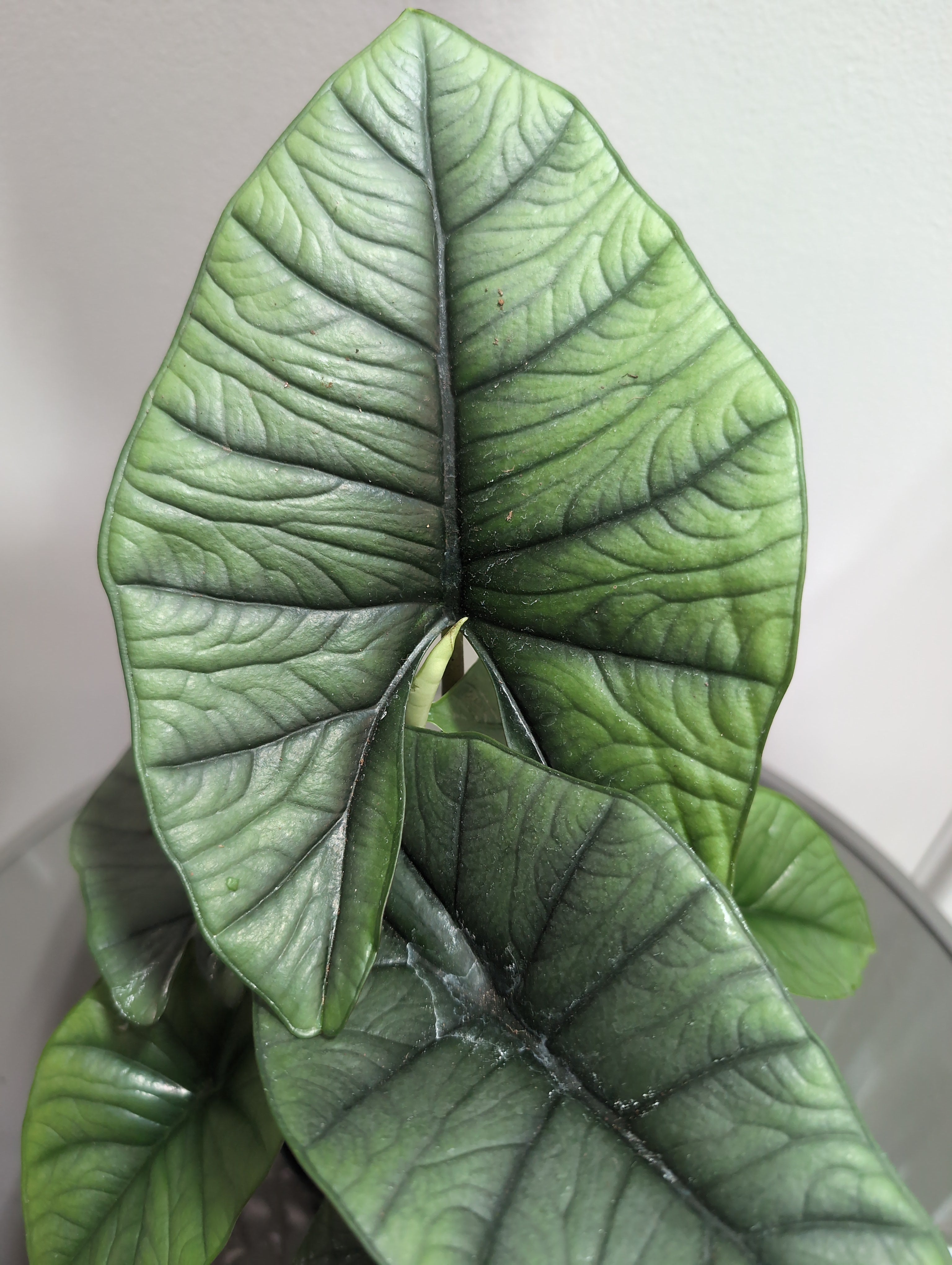 Alocasia | Silver Dragon