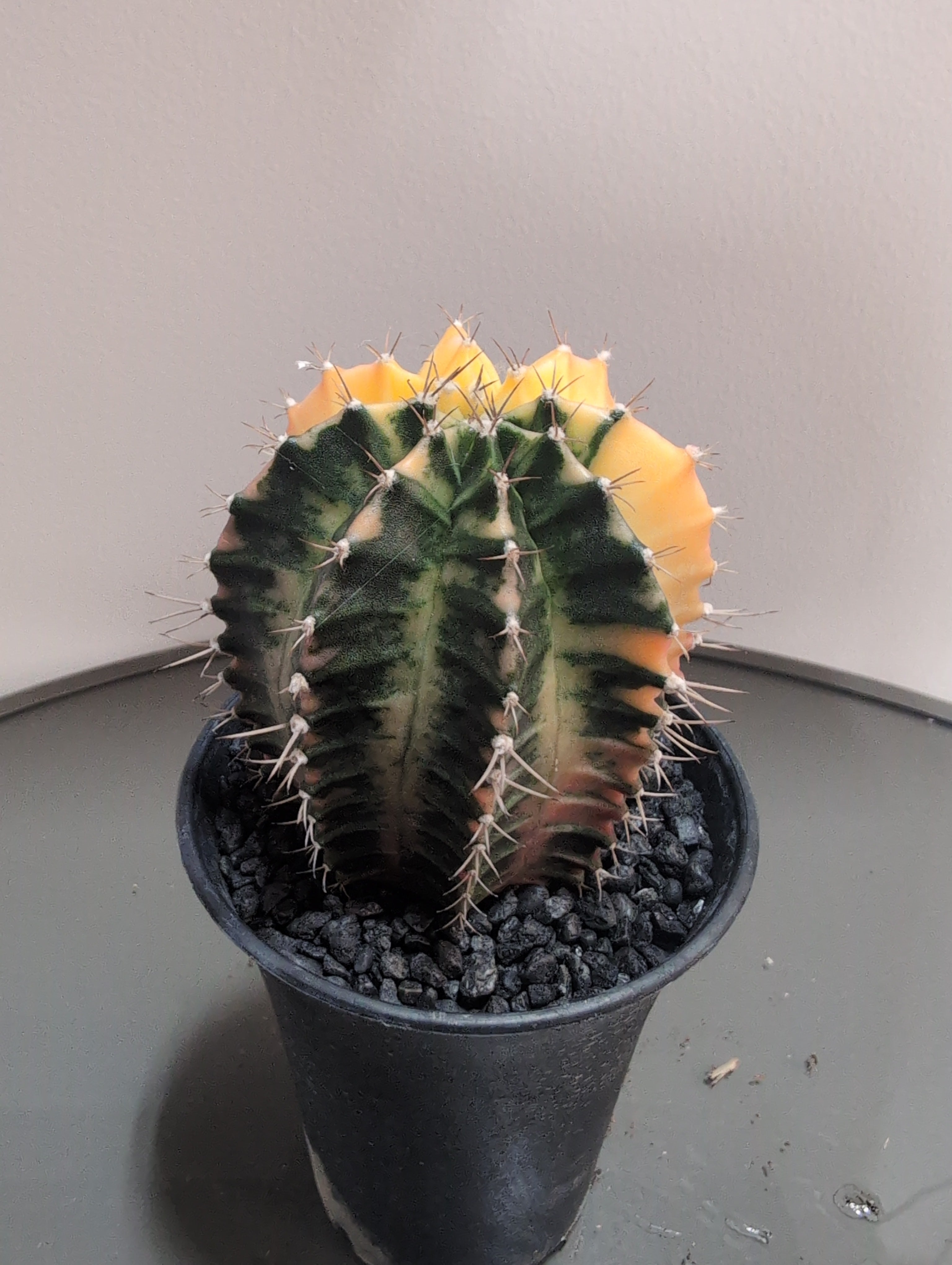 Variegated Chin Cactus | Gymnocalycium
