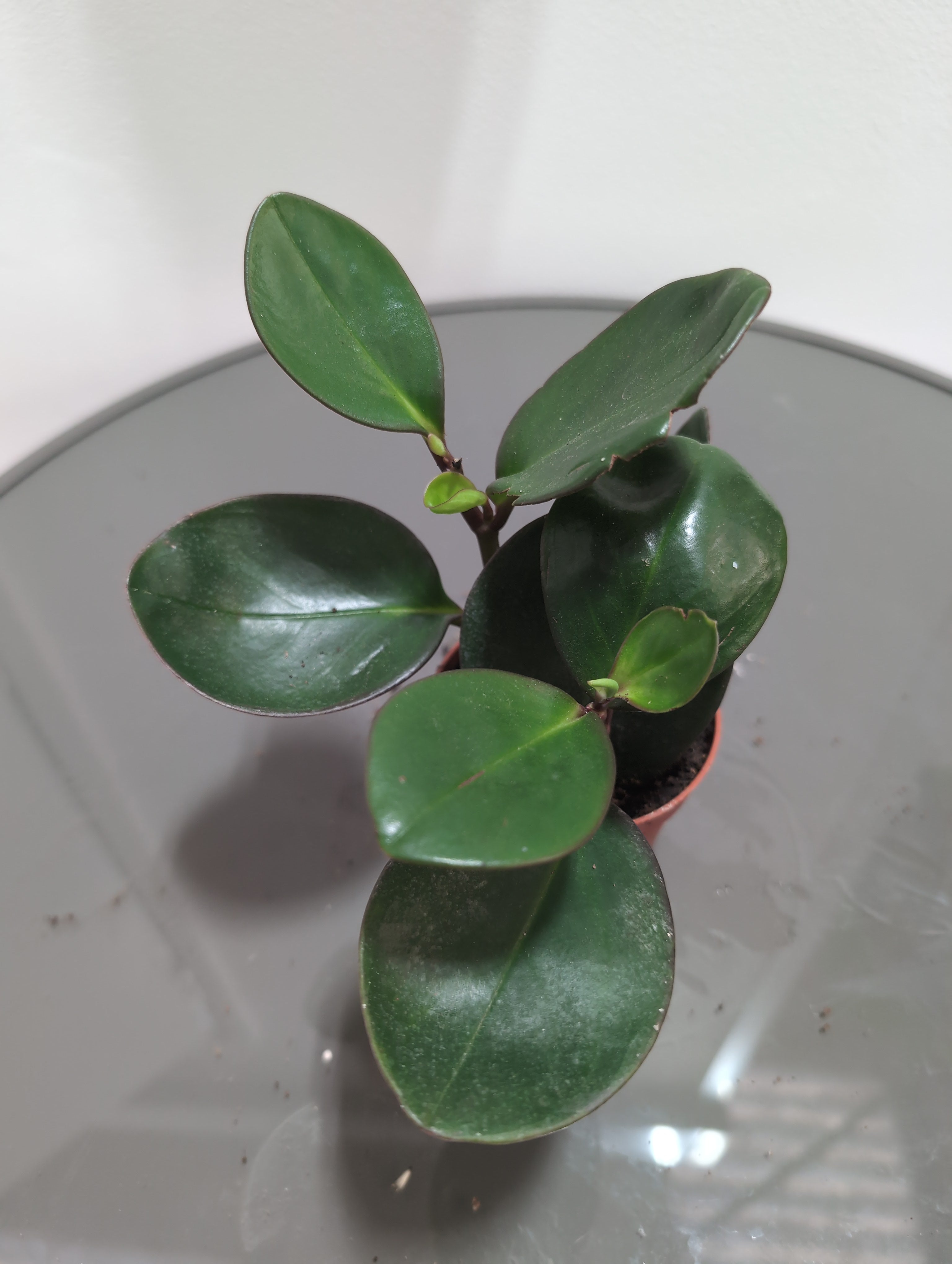 Peperomia Obtusifolia - 'Baby rubber plant'