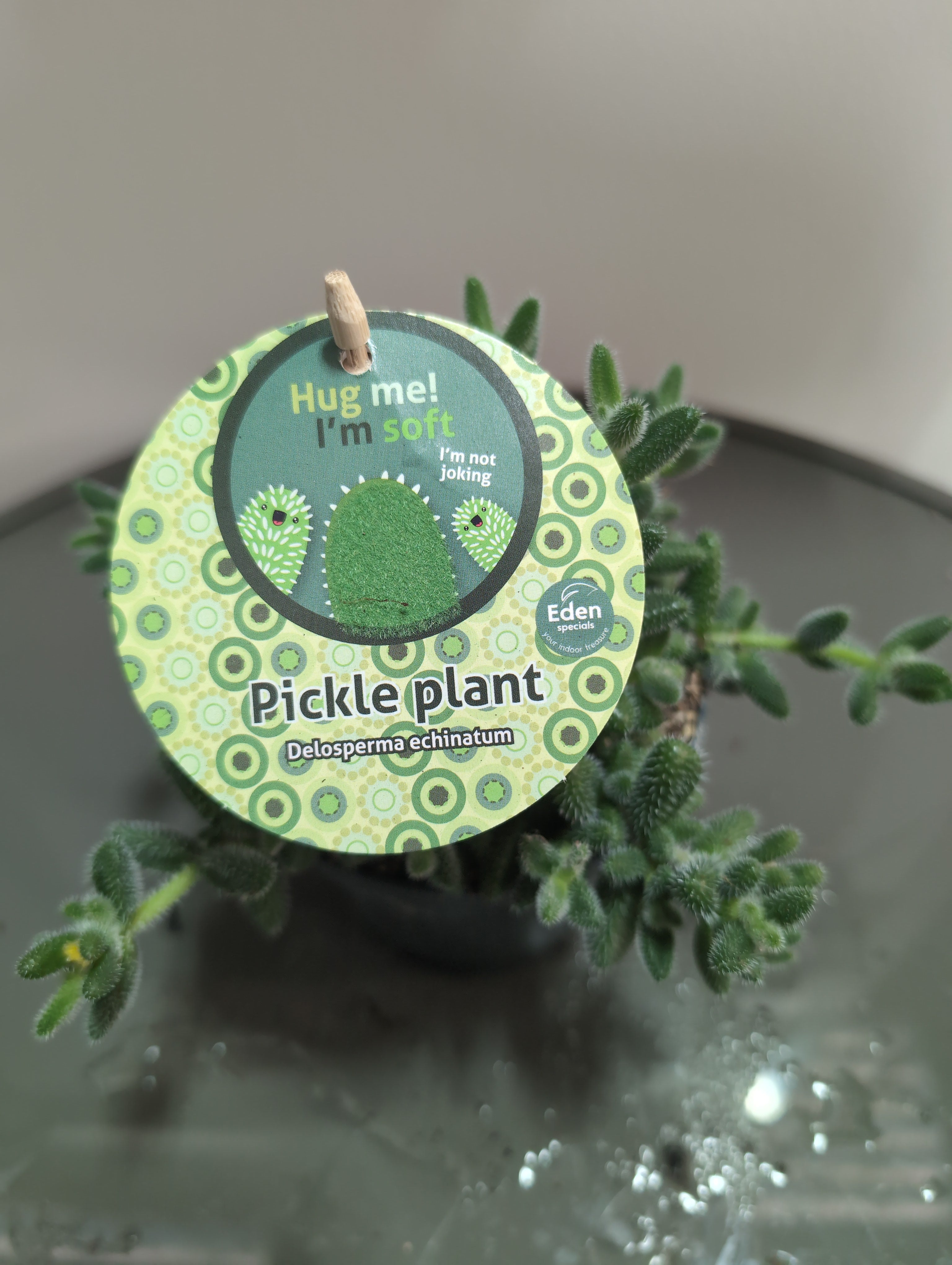 Pickle Plant | Delosperma echinatum